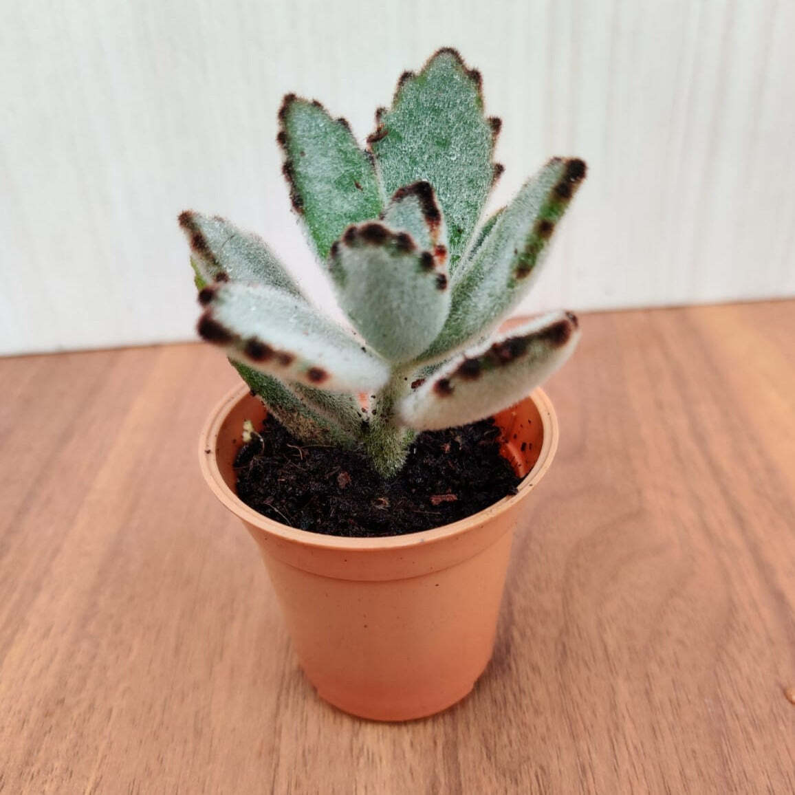 Kalanchoe Tomentosa Gray (Panda Plant, Pussy Ears) Small Succulent Pla