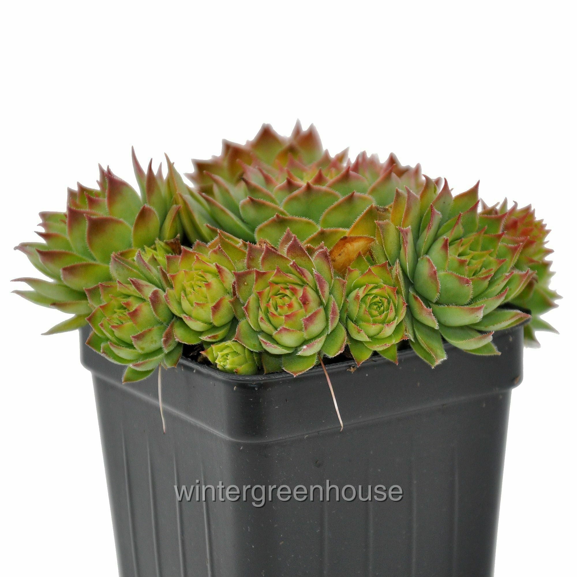 Sempervivum， Montfort， Hen And Chicks - Pot Size: 3