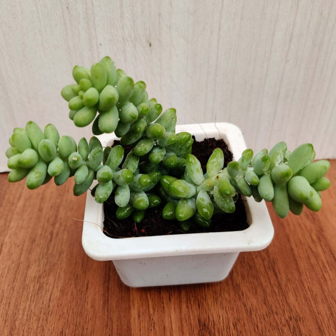 Sedum 'Burrito Baby' Donkey's Tail Succulent Plant