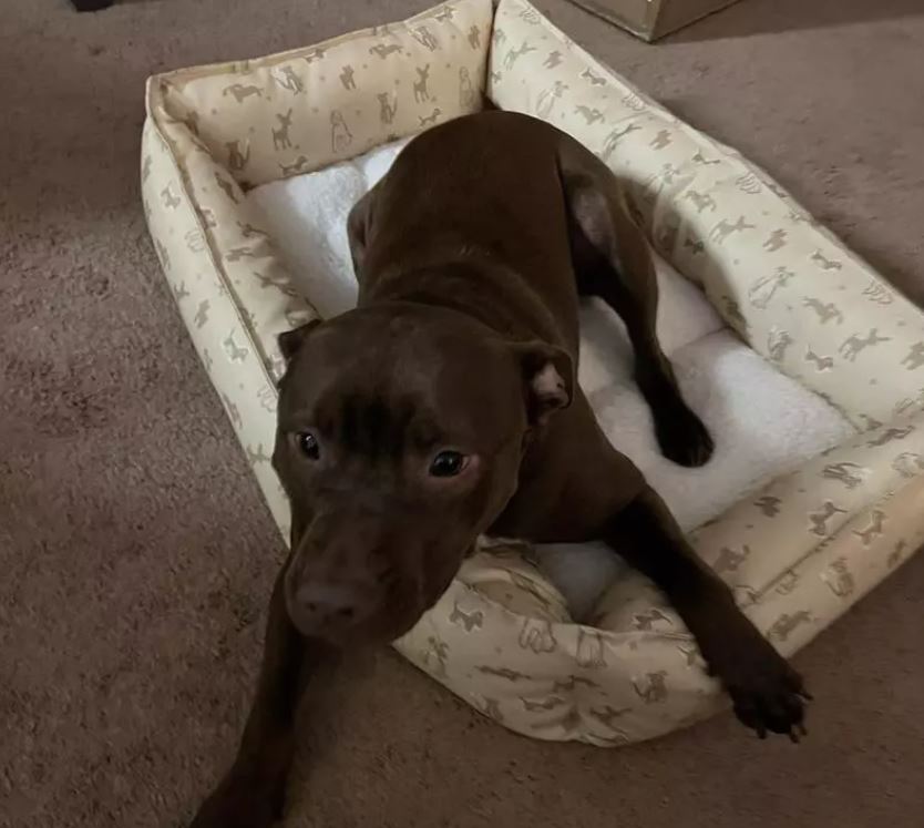 Orthopedic Cuddler Dog Bed - Yellow (Size/ Small) - Boots and Barkley
