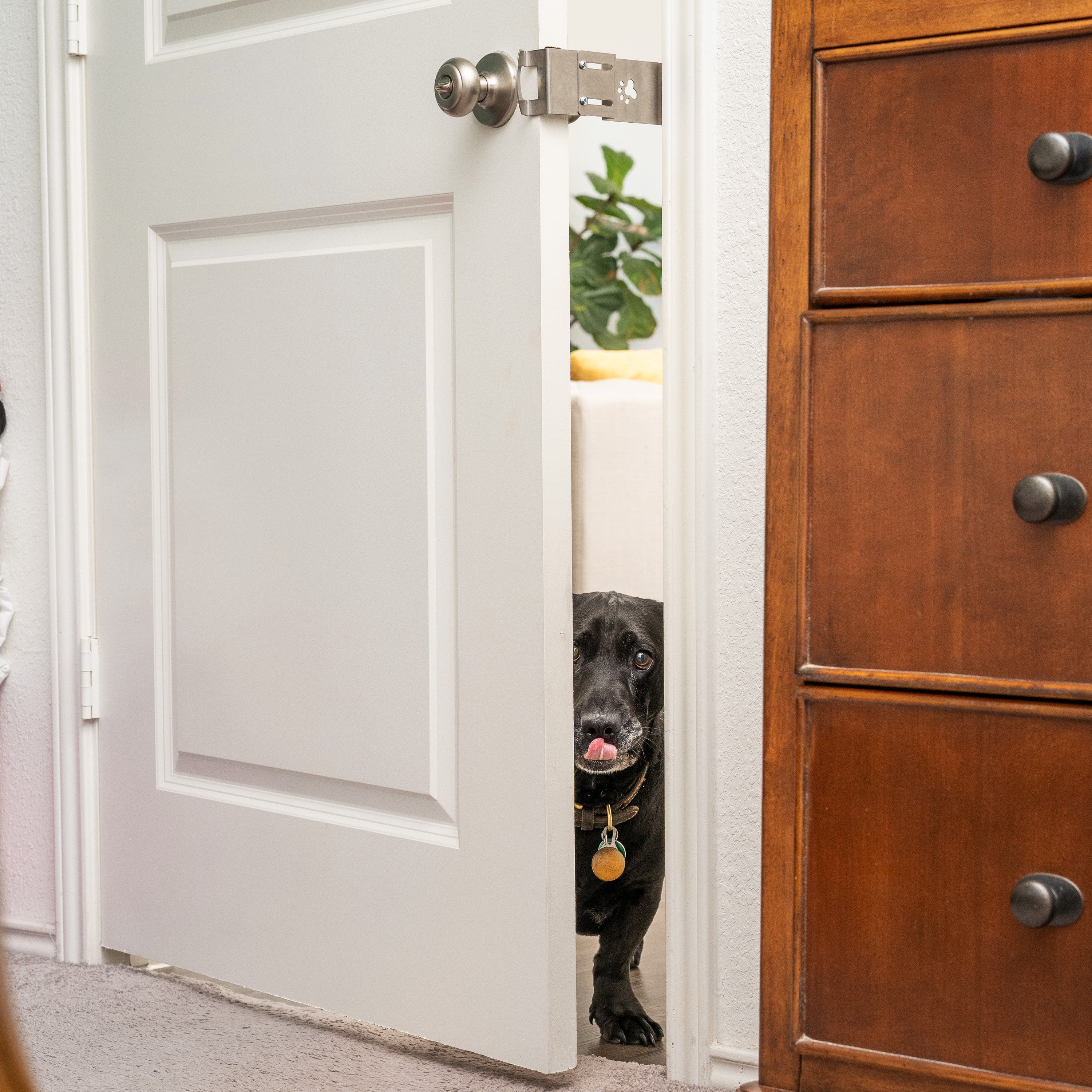 TheDoorLatch No-Cut Cat Door and Baby Gate Alternative