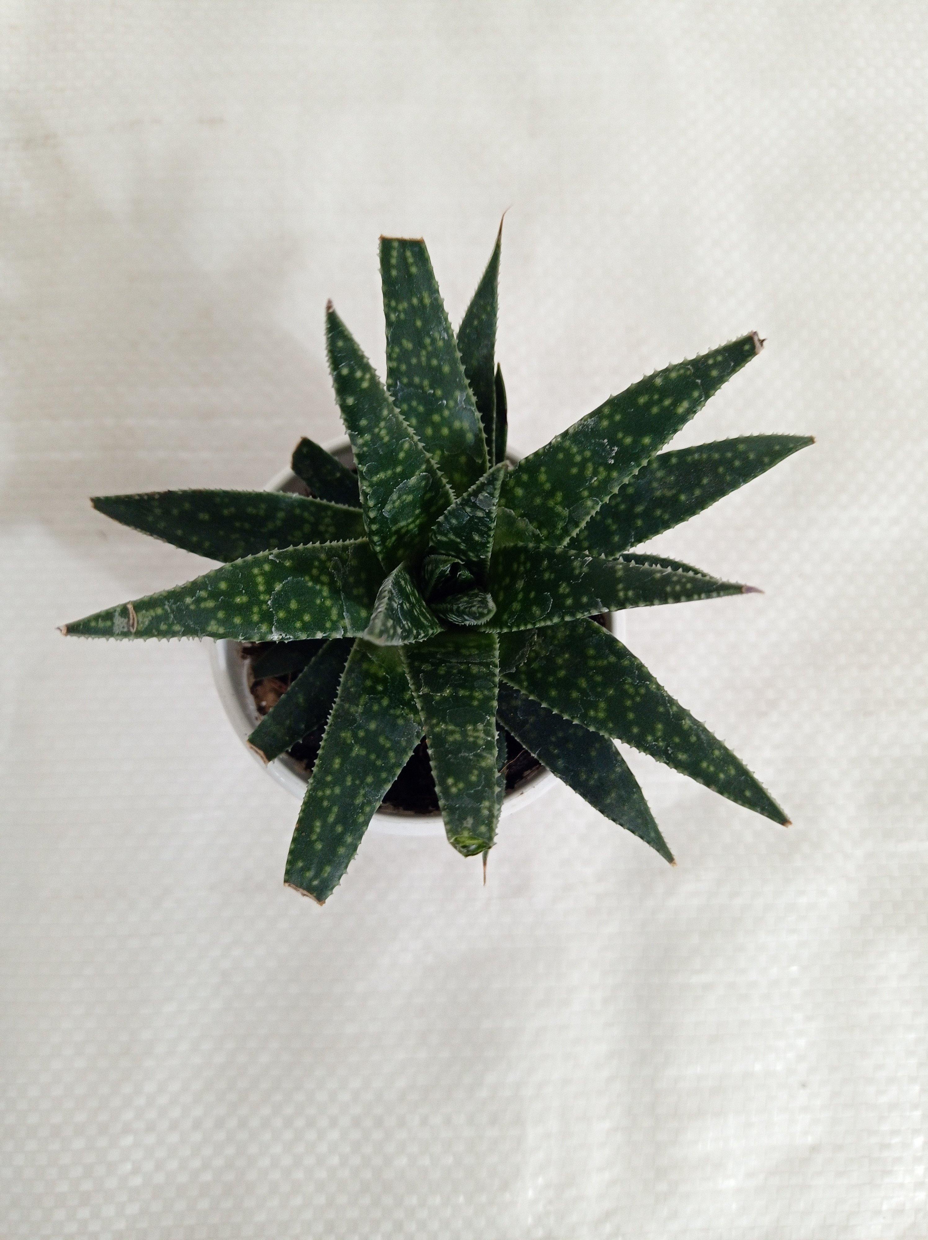 Aloe Zambezi Succulent Plant