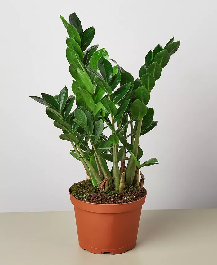 House Plant Shop Zamioculcas Zamiifolia 'ZZ' Live Plant， 6
