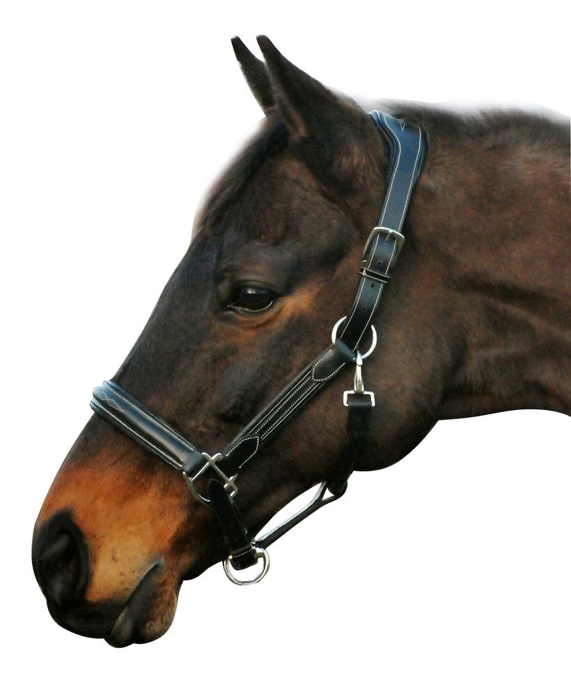 Henri de Rivel Stress Free Halter with Fancy Contrast Stitching