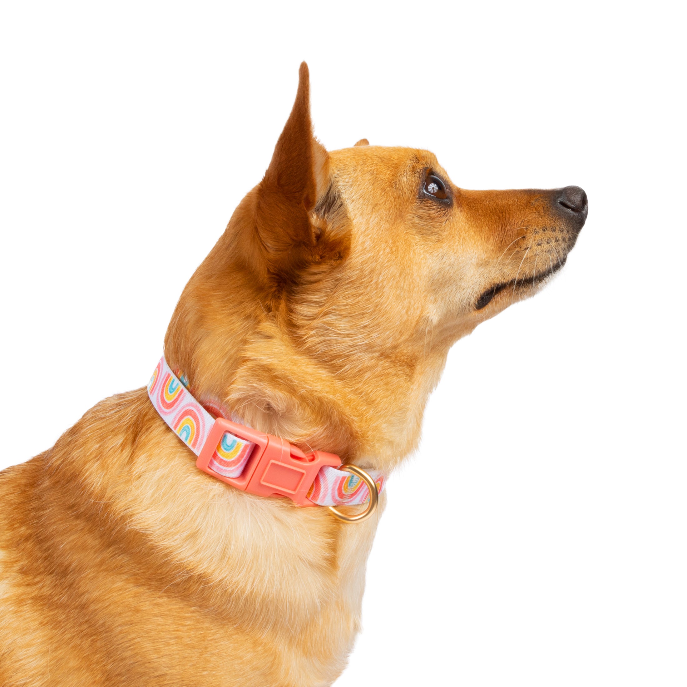 Vibrant Life Pink Rainbow Print Dog Collar