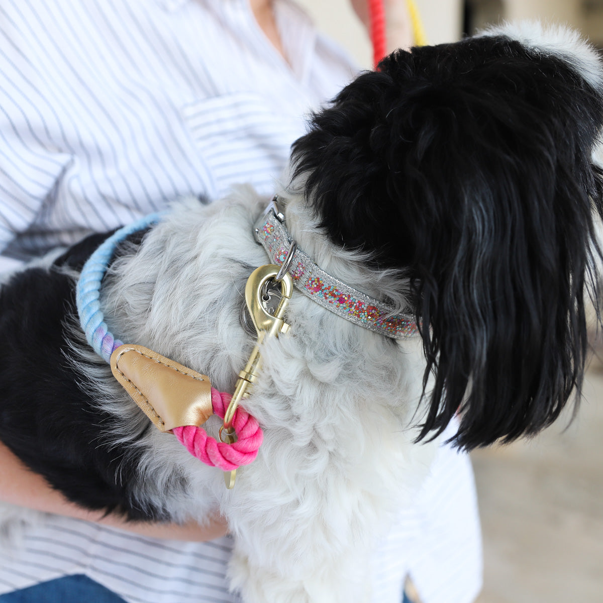 Packed Party Confetti Fashion Dog Collar， M