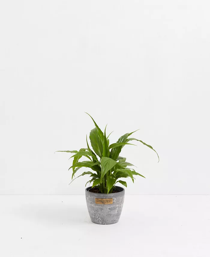 Lively Root Peace Lily Live Plant， 4