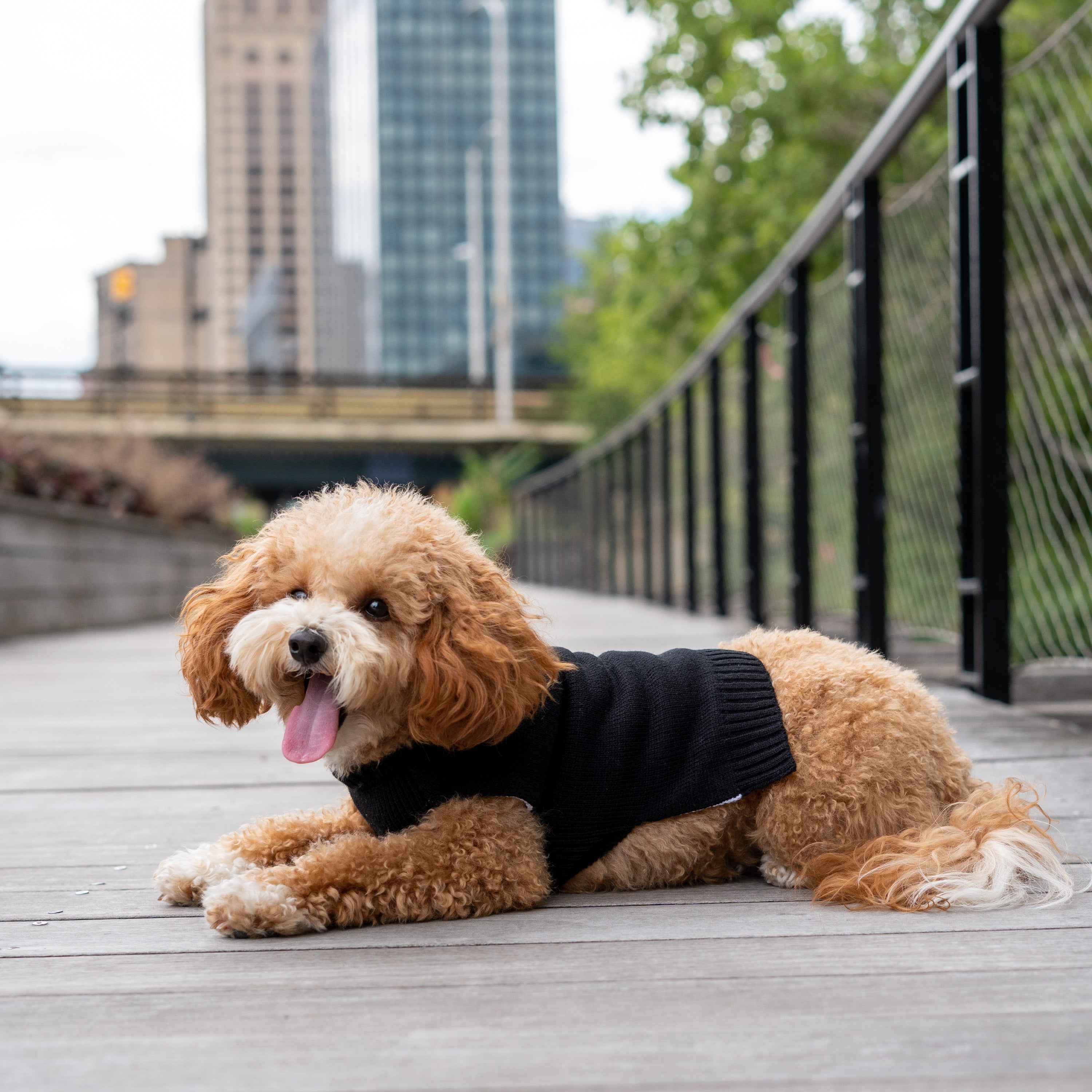 Christian Siriano， Dog Clothes， Bow Necklace Dog or Cat Sweater， Black， XS