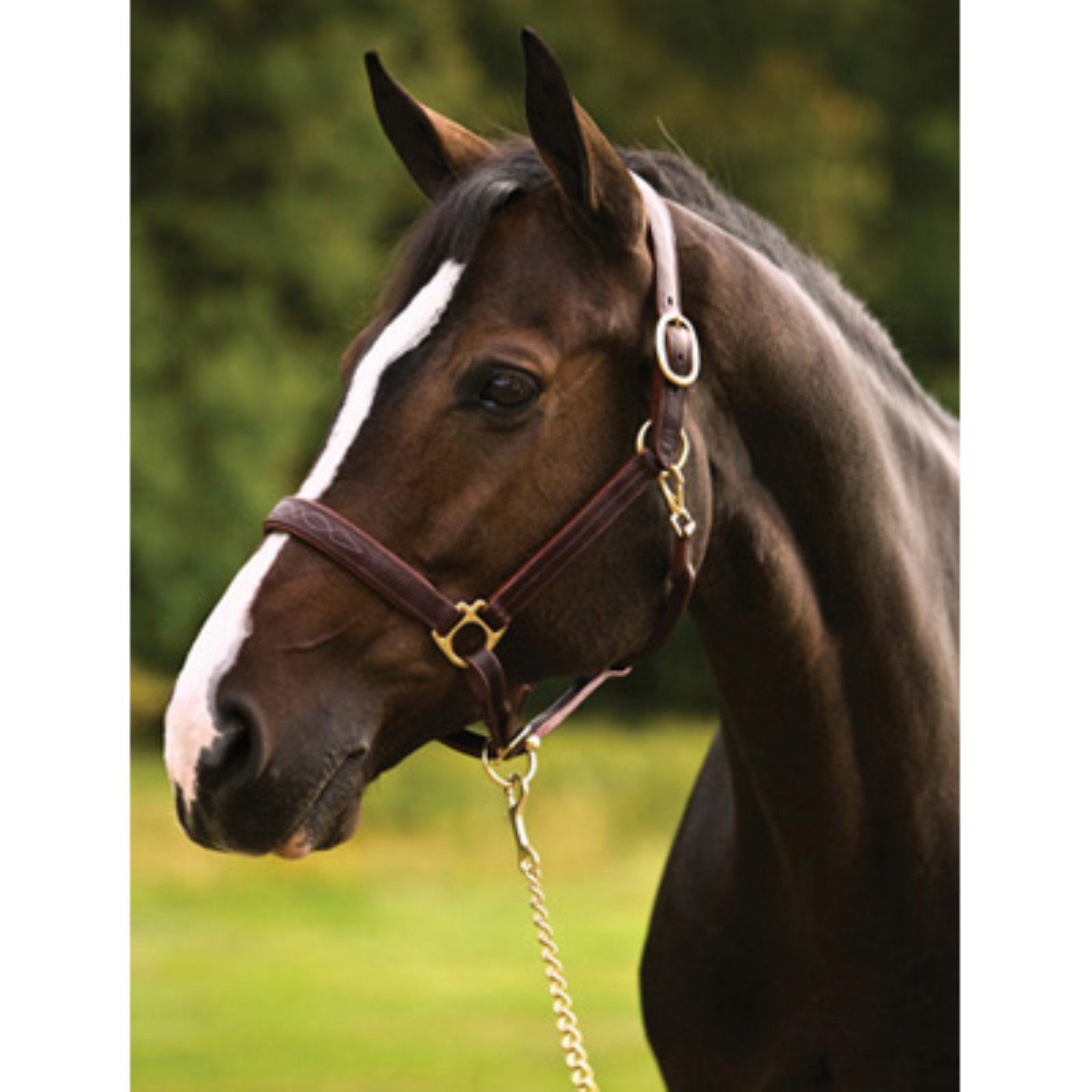 Henri De Rivel Pro Fancy Padded Rolled Throat Triple Stitched Halter