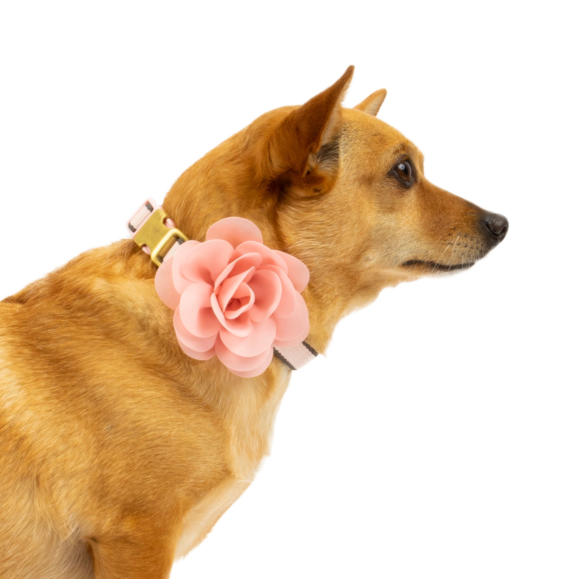 Vibrant Life Pink Collar Bow Tie Slider Set for Dogs， Size XSmall