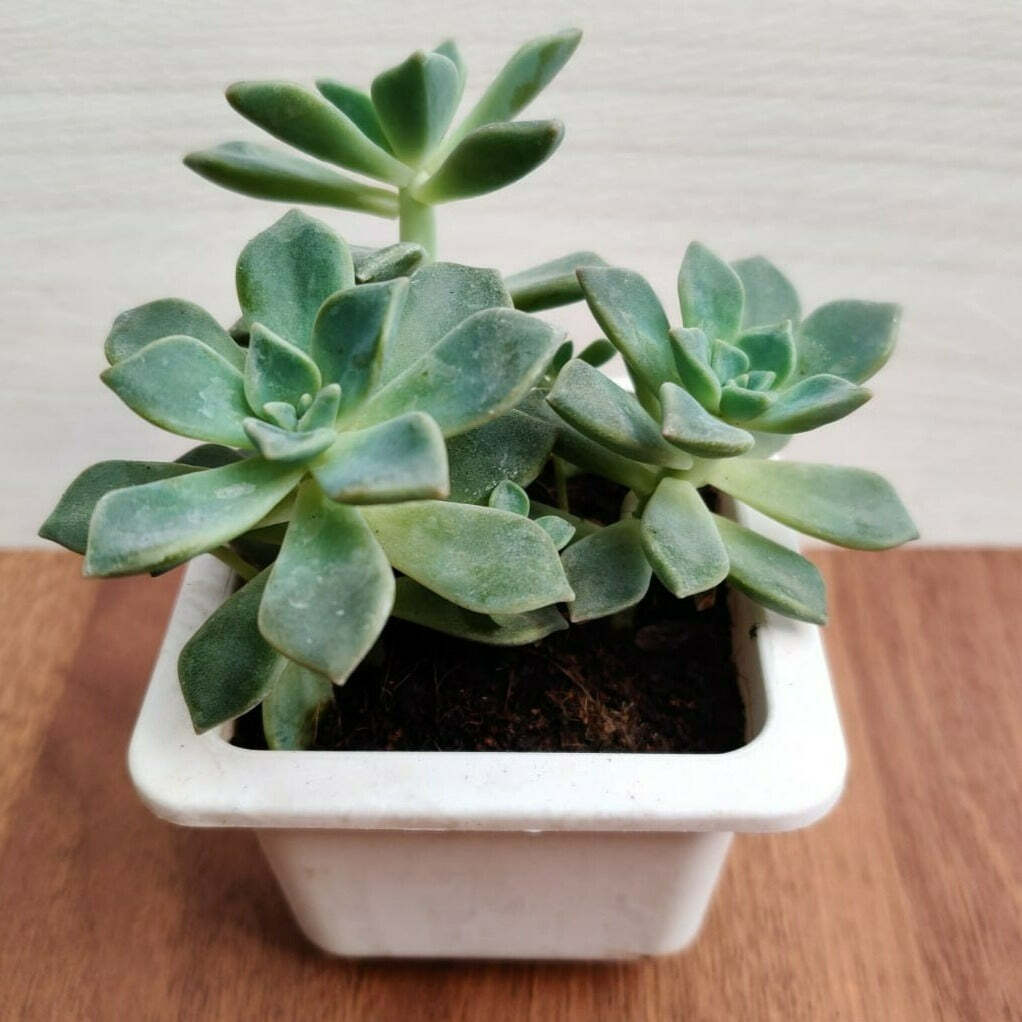 Echeveria Blue Prince Succulent Plant