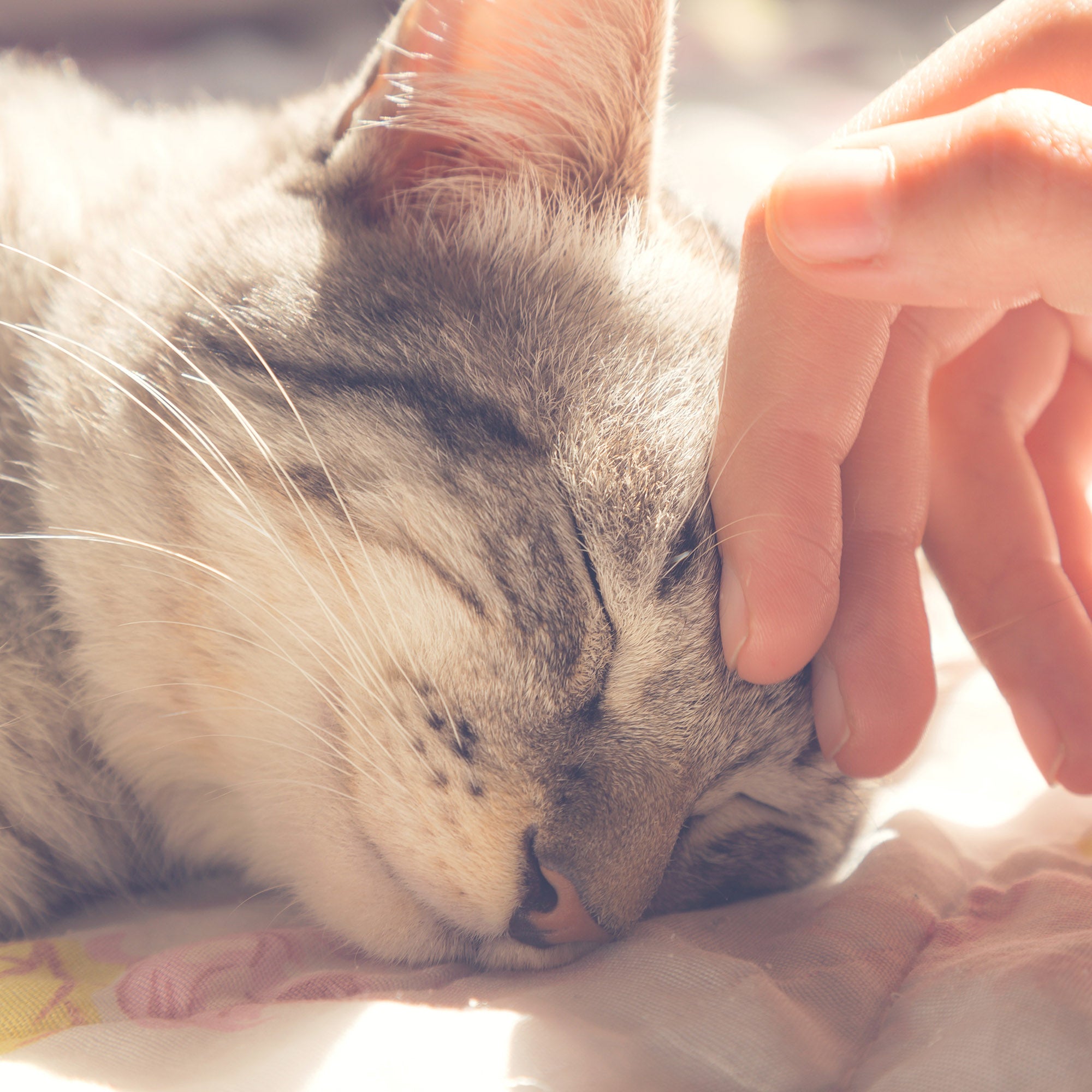 Petmaker Cozy Cave Pet Cat Bed， Gray