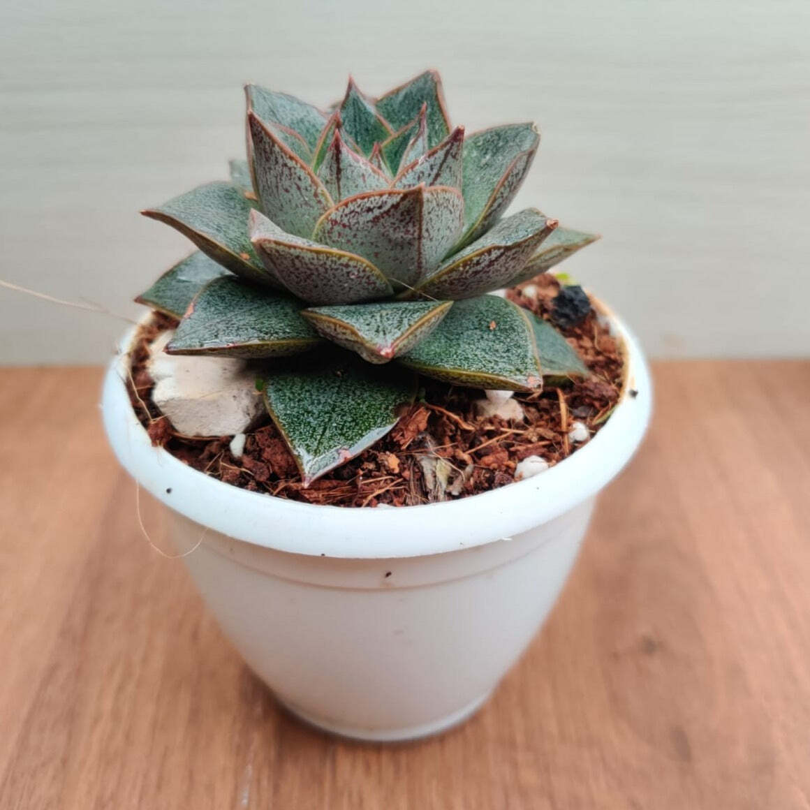 Echeveria Chinensis (Echeveria Dionysos) Succulent Plant