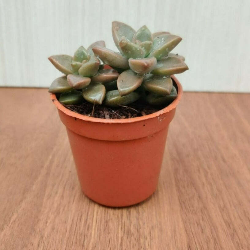 Sedum Sorrento Small Succulent Plant