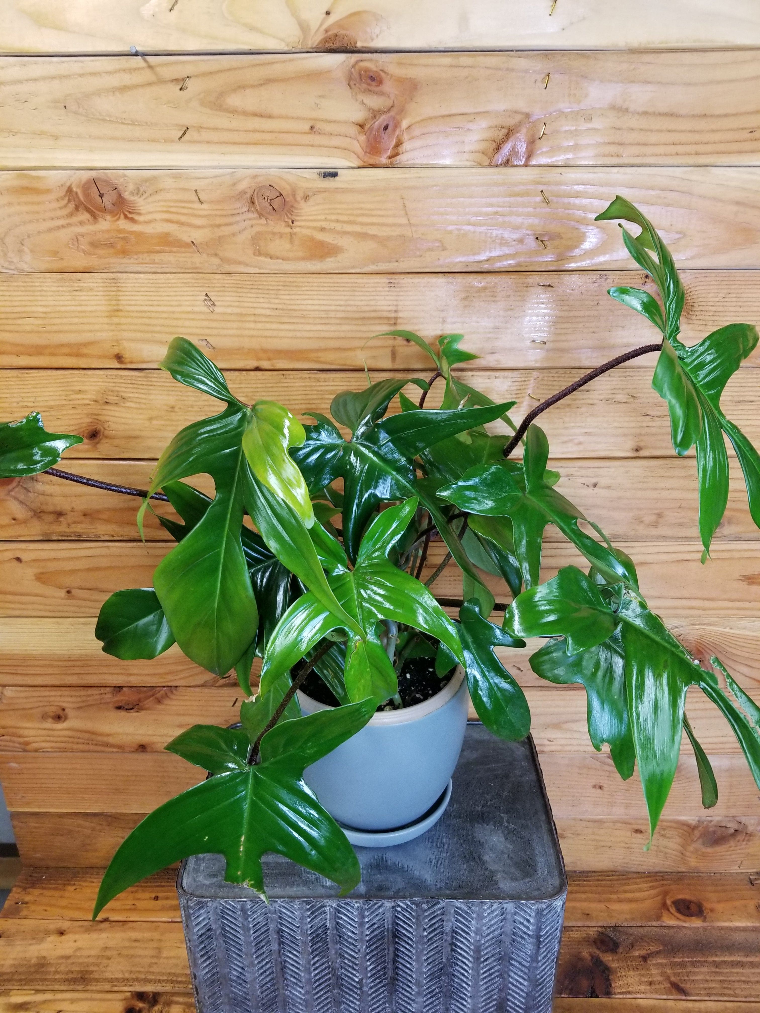 Philodendron Florida Green Hanging， 6