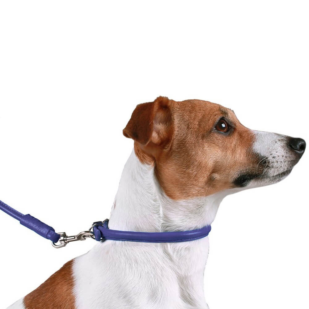 CollarDirect Rolled Leather Dog Collar for Small Dogs， Purple