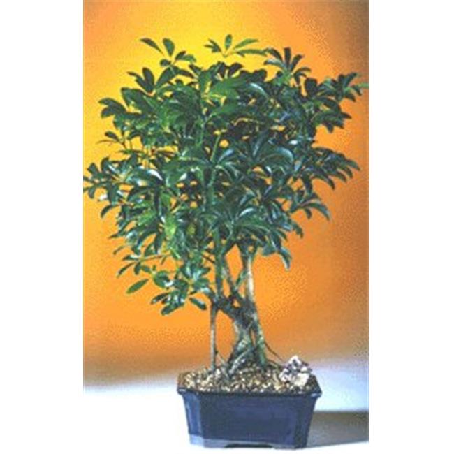 Bonsai Boy a1011 Hawaiian Umbrella Bonsai Tree - Arboricola Schefflera Luseanne - Medium