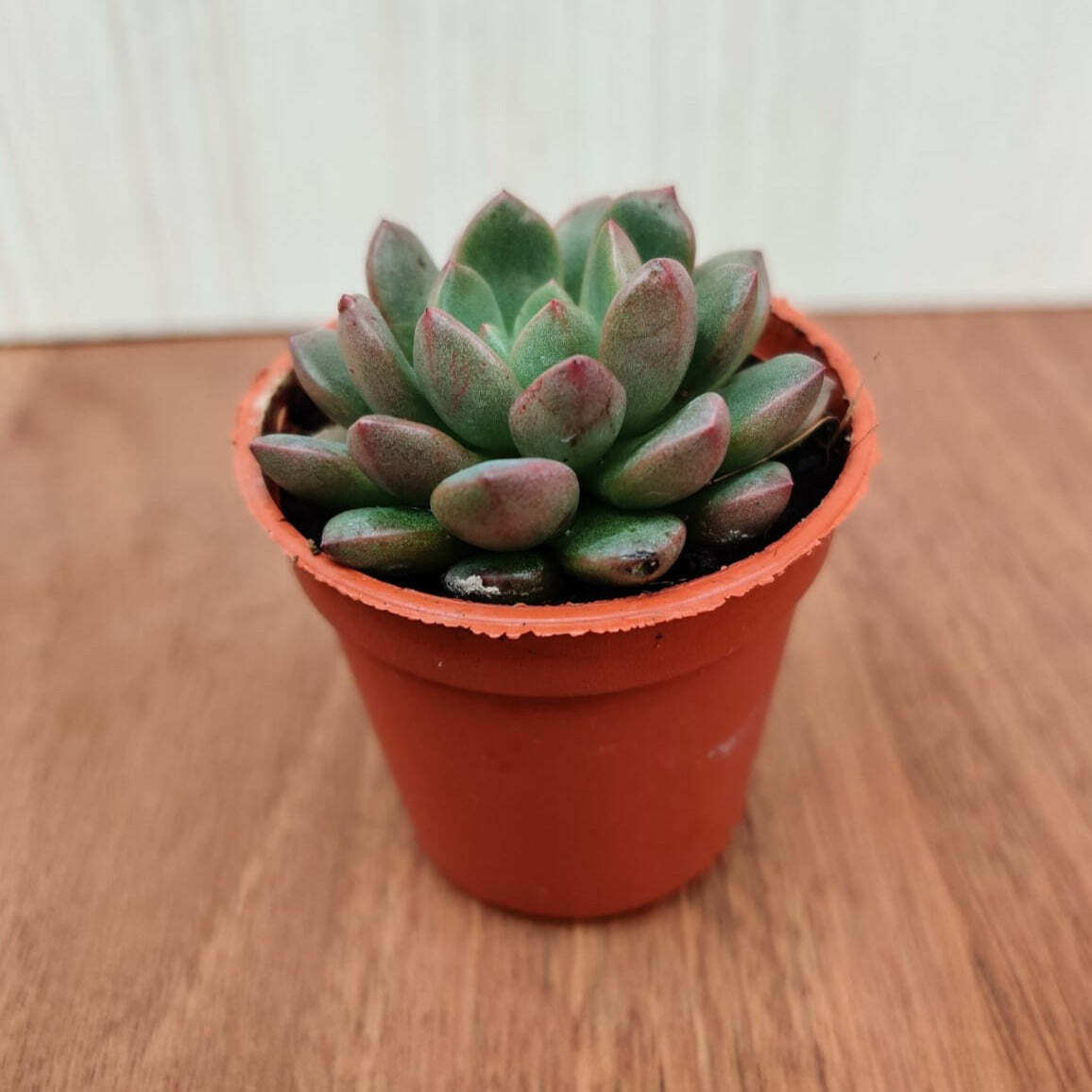 Graptoveria Bashful Small Succulent Plant