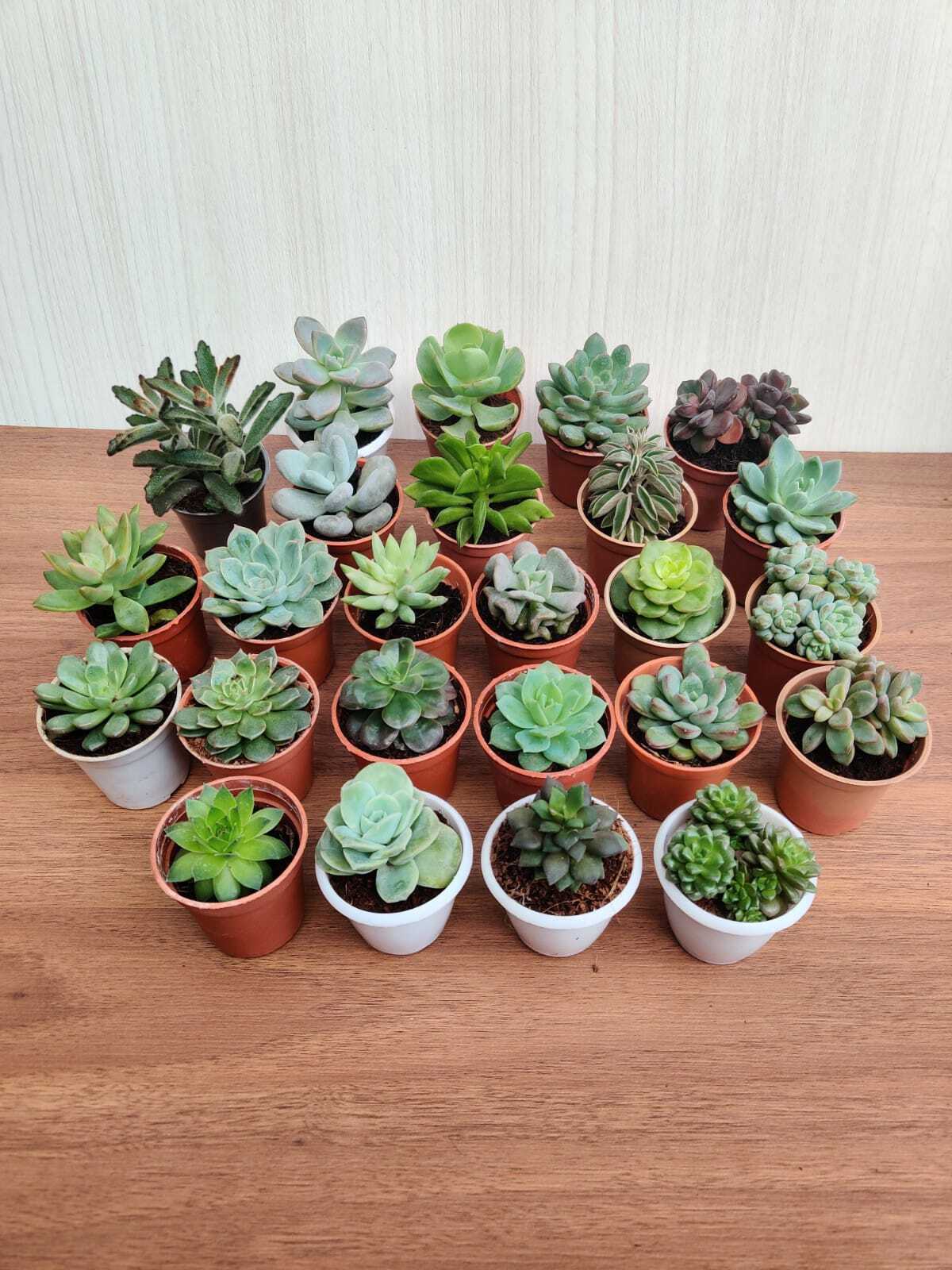 Soft Succulent Tray - Assorted 25 Varieties (Any 25 Succulents Depend