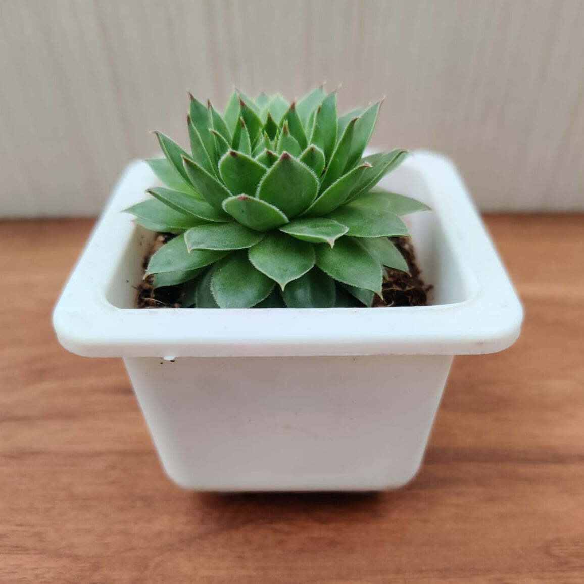 Sempervivum Green Wheel (Lakshmi Kamal) Succulent Plant