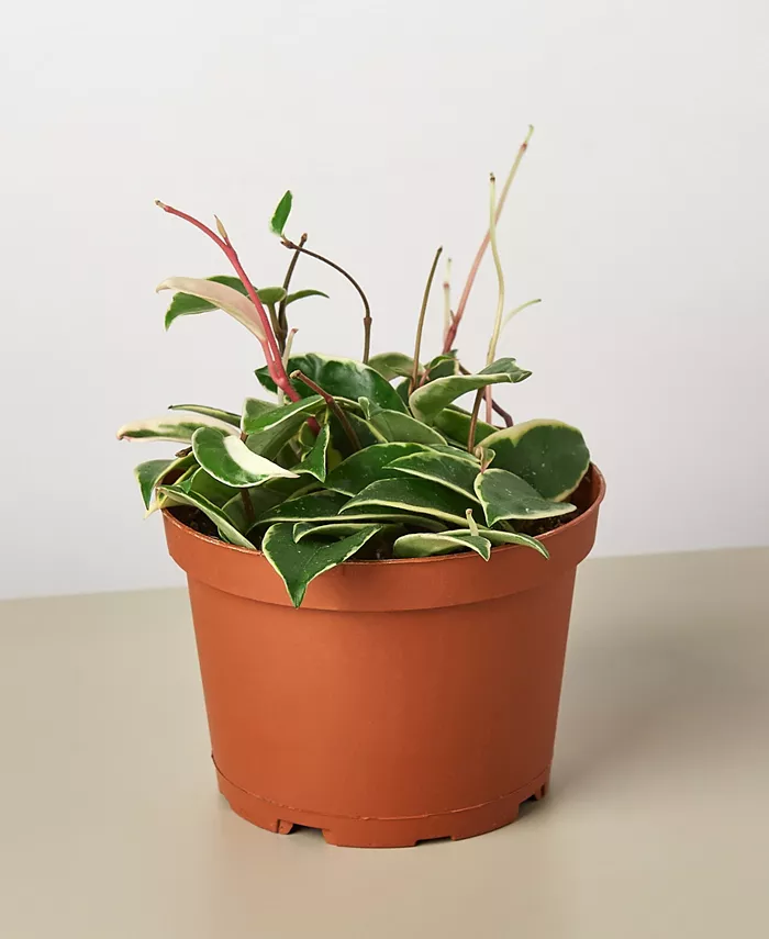 House Plant Shop Tricolor Hoya Carnosa Wax Flower Live Plant， 6