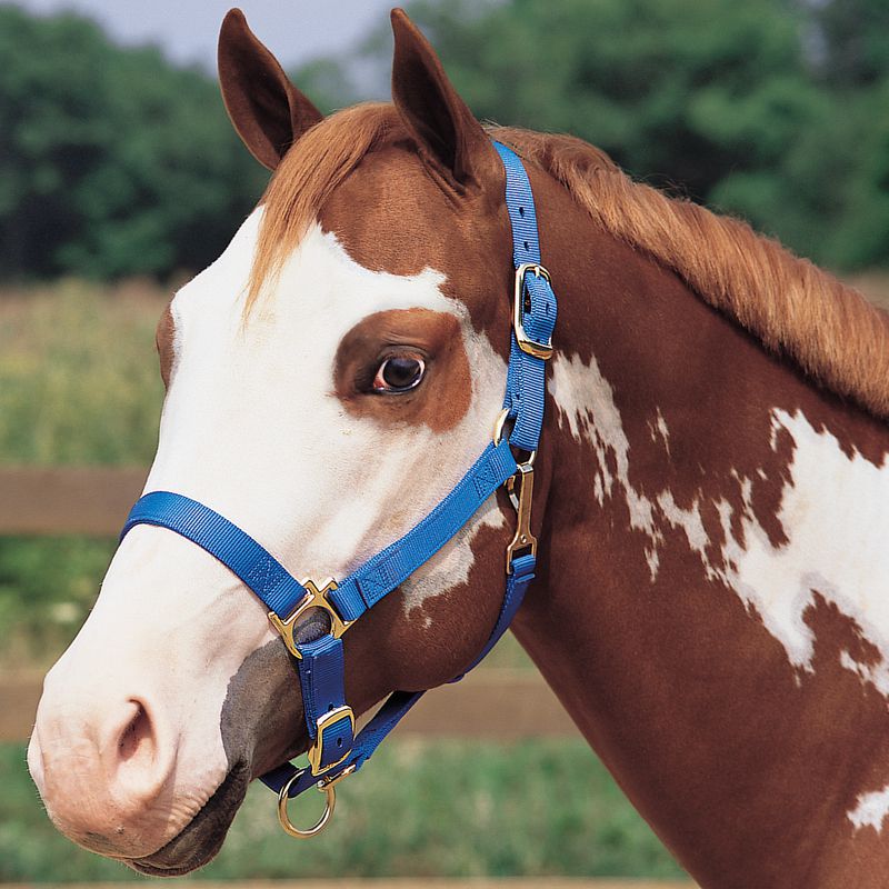 Weaver Black Nylon Basic Adjustable Chin And Throat Snap Horse Halter