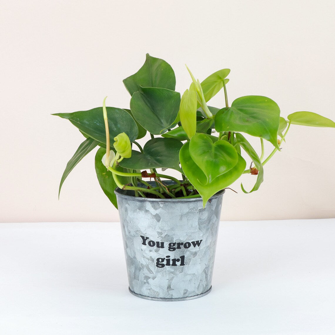 Live Heartleaf Philodendron Plant - 4