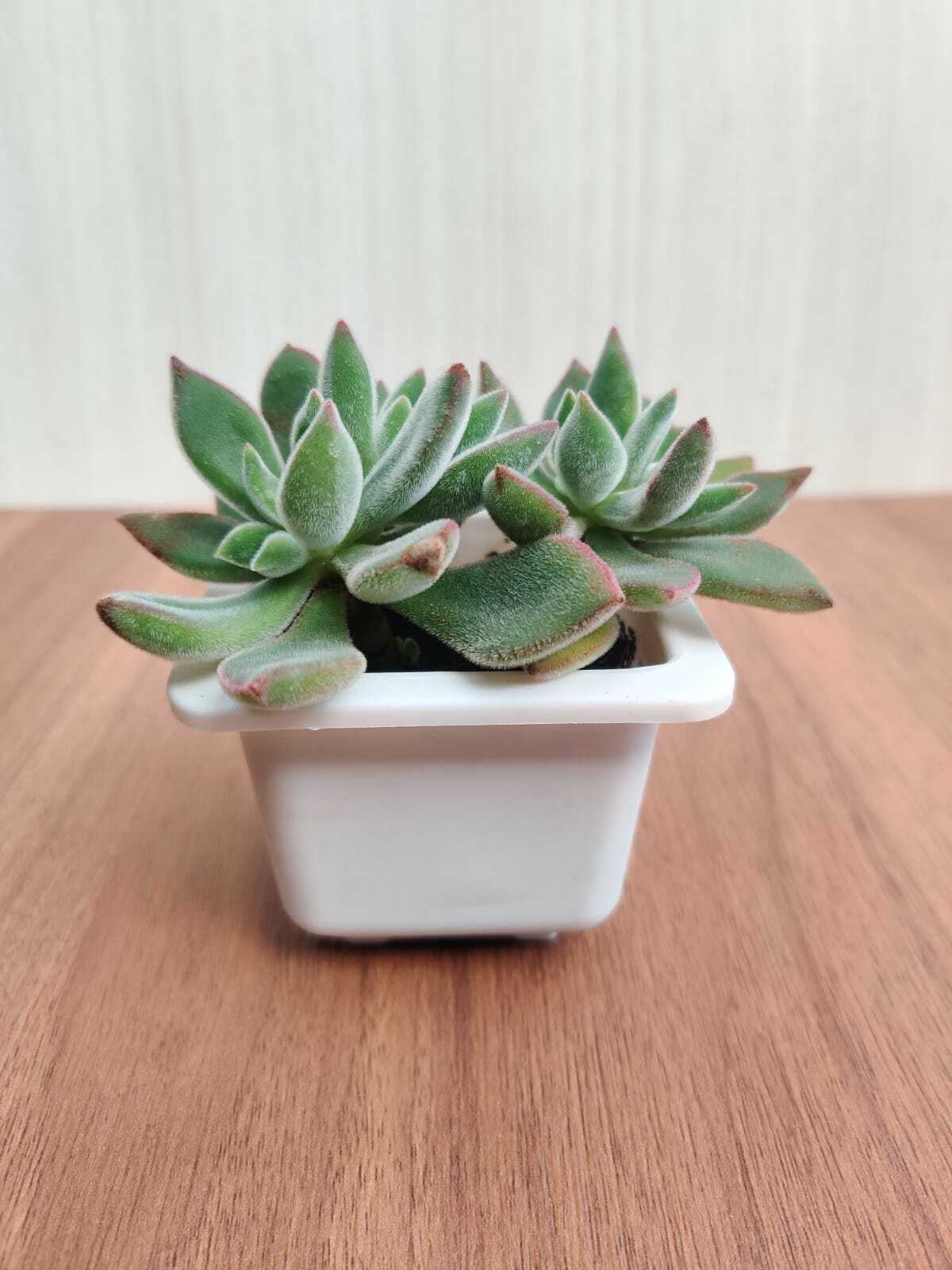 Echeveria Pulvinata 'Ruby' (Chenille Plant) Succulent Plant