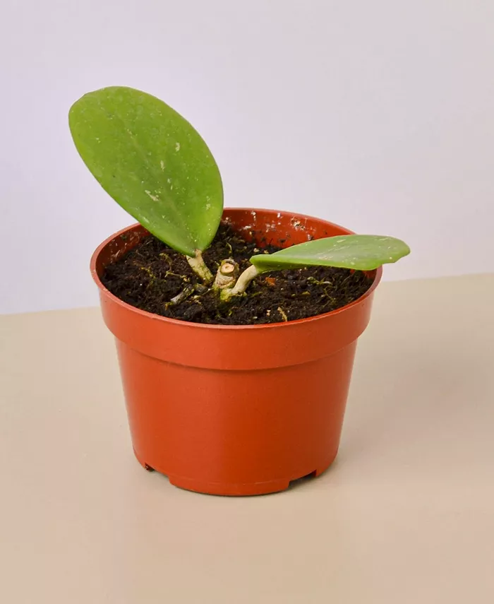 House Plant Shop Hoya Obovata Live Plant， 4