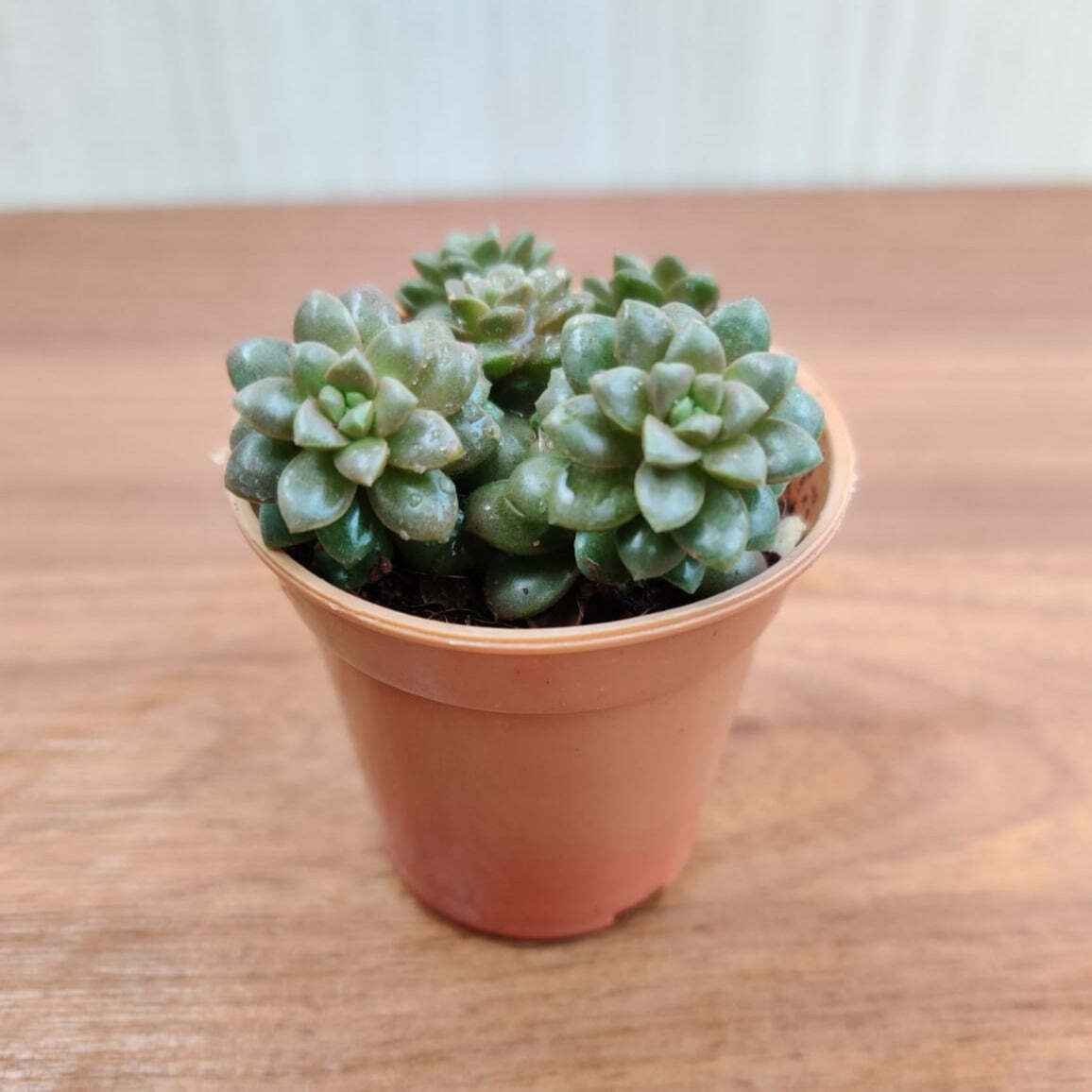 Sedum Cremnosedum Little Gem Small Succulent Plant