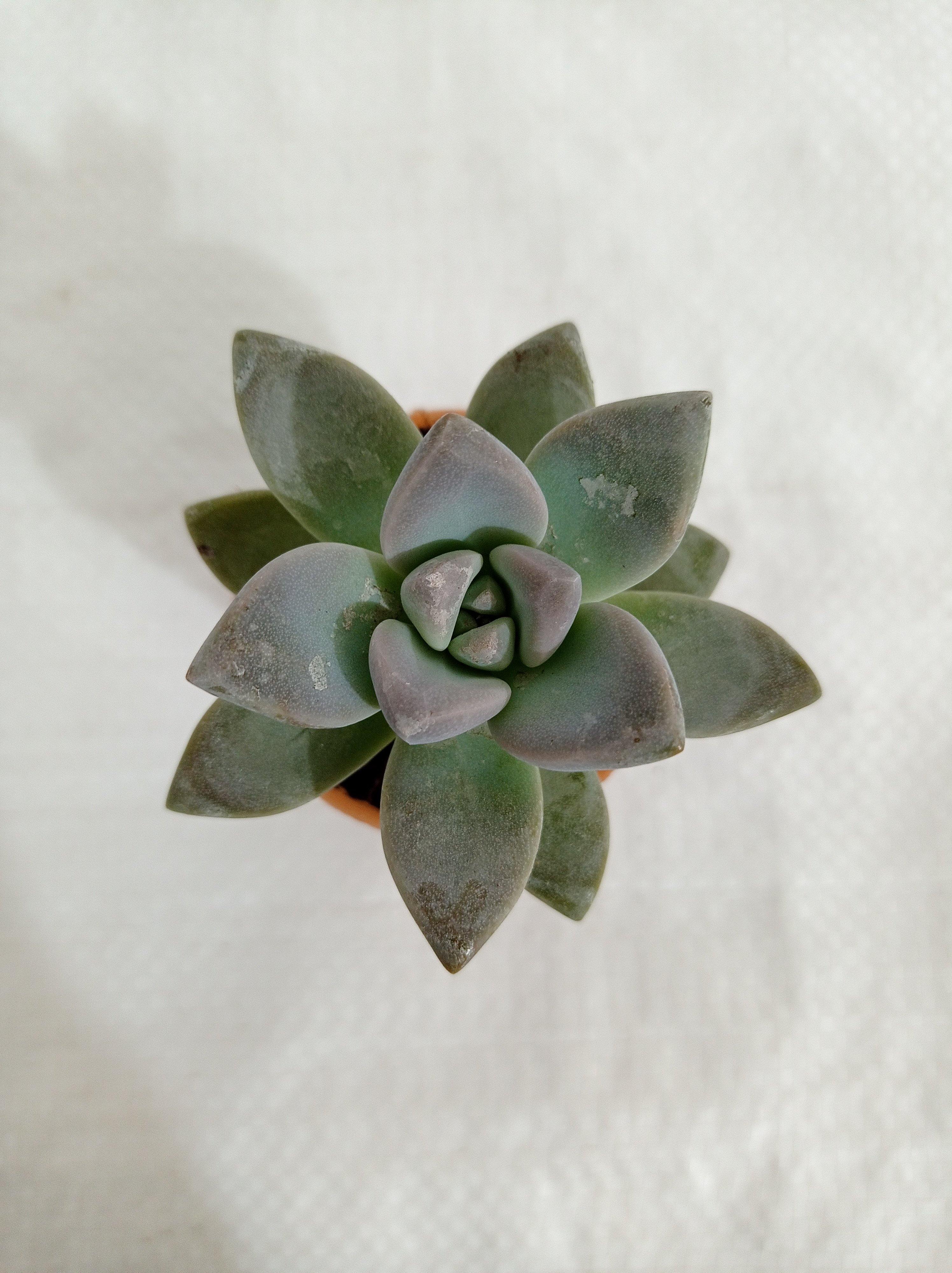 Pachyveria 'Opalina' Small Succulent Plant