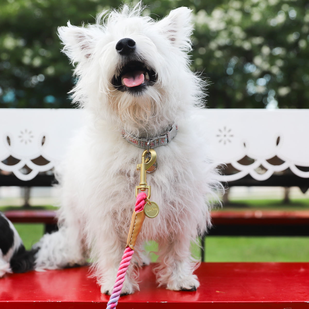 Packed Party Confetti Fashion Dog Collar， M