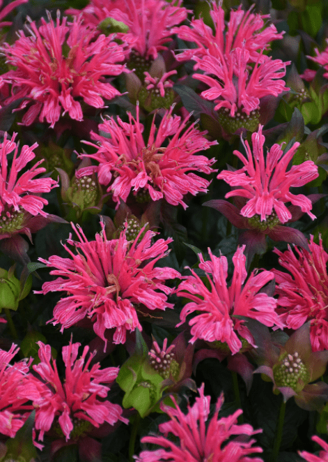 0.65 Gal， 'Pardon My Rose' Bee Balm (Monarda)， Live Plant， Pink Flowers