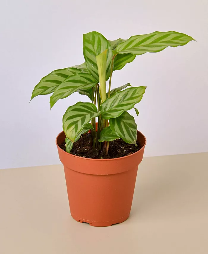 House Plant Shop Calathea Concinna 'Freddie' Live Plant， 4