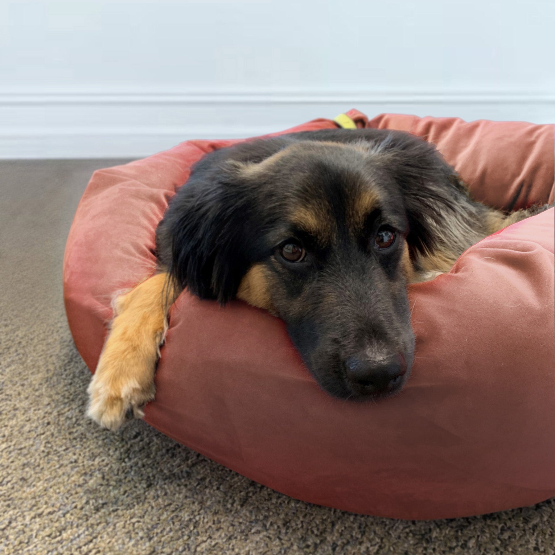 Luxury Velvet Dog Bed， Washable Cloud-Like Memory Foam， Size Medium in Blush