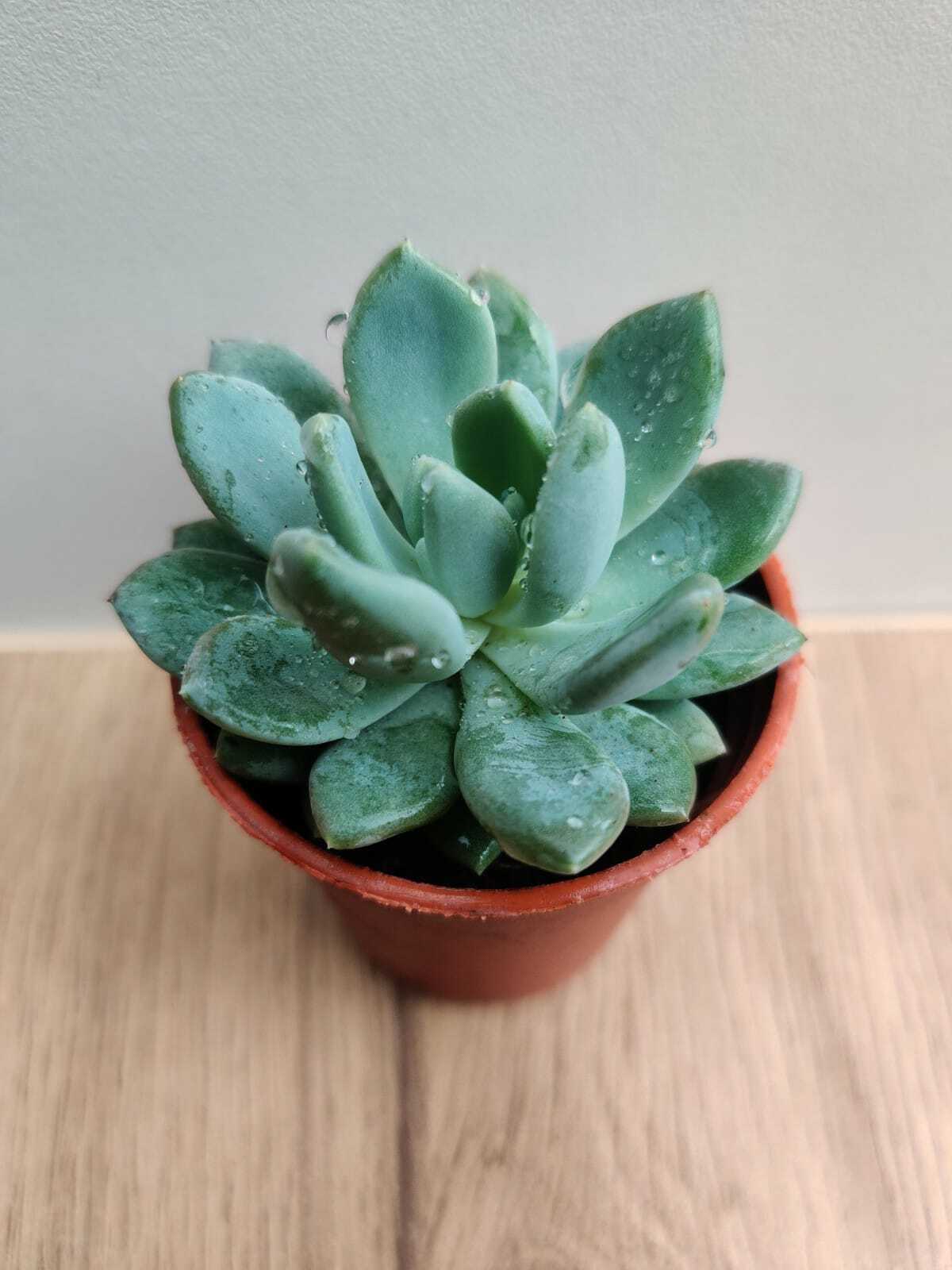 Pachyveria Scheideckeri 'Albocarinata' Succulent Plant