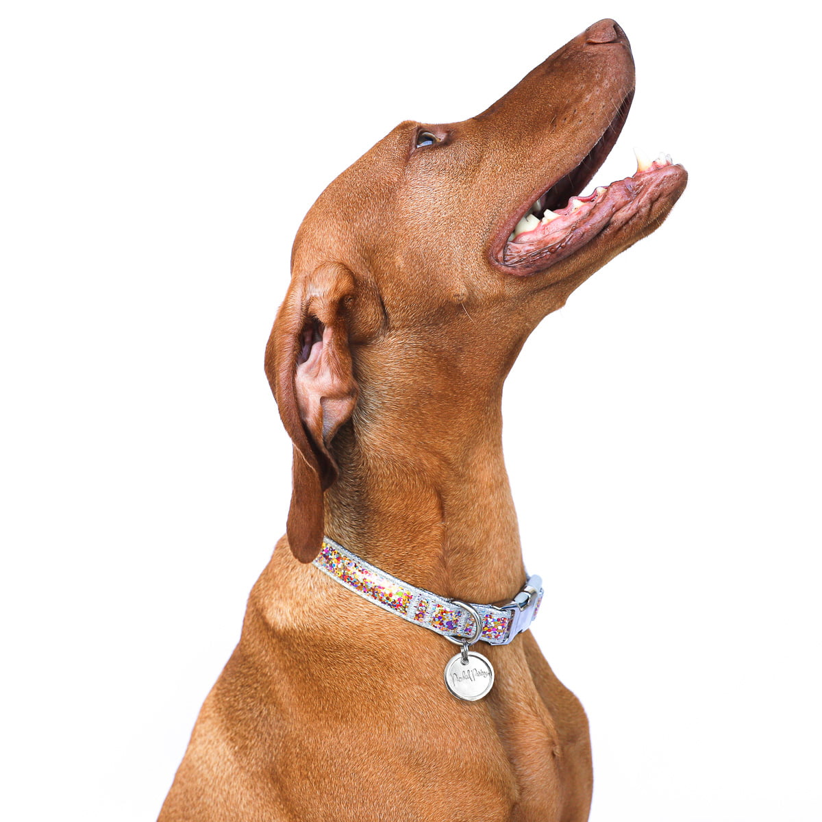 Packed Party Confetti Fashion Dog Collar， M