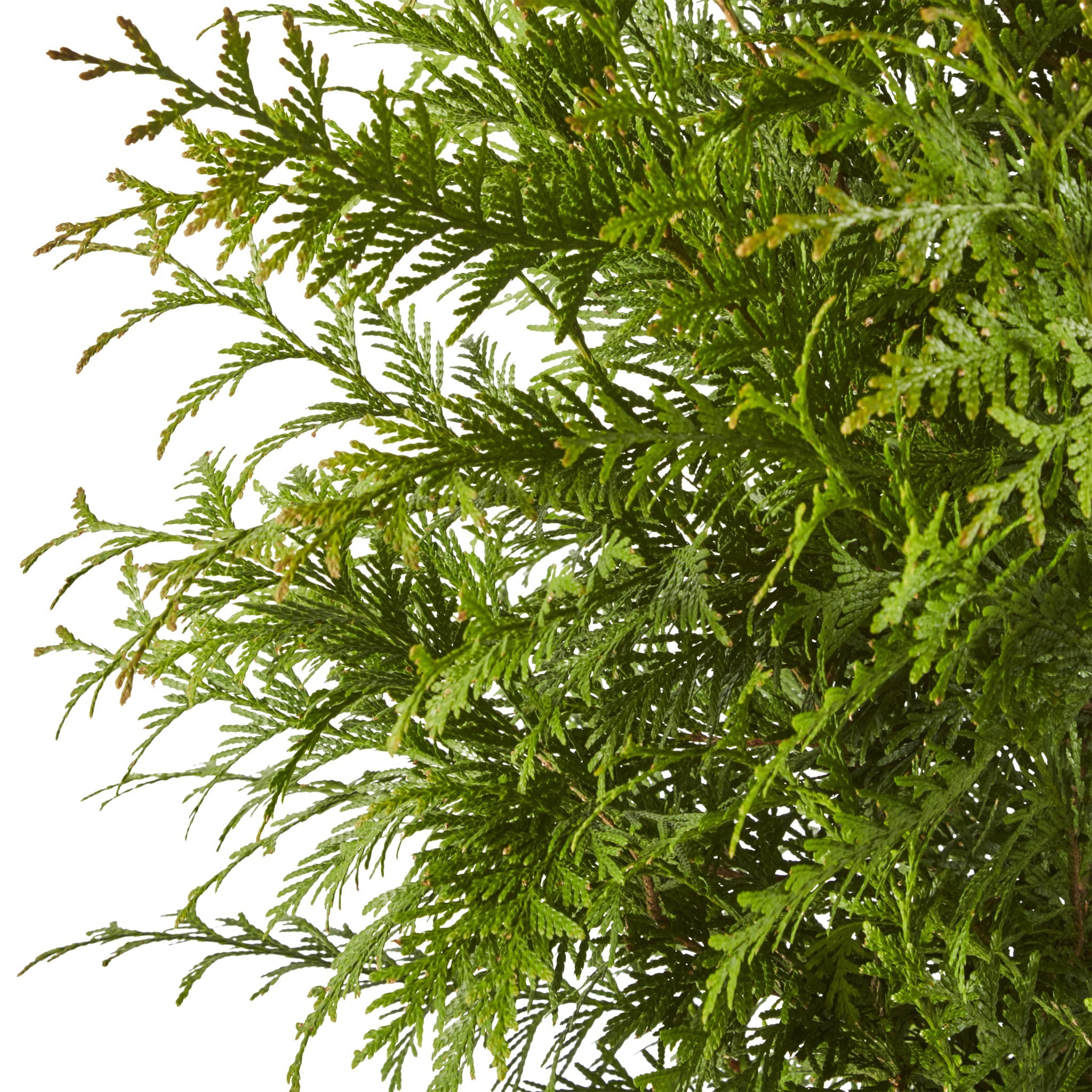 Green Giant Arborvitae Shrub 2.25 Gallon