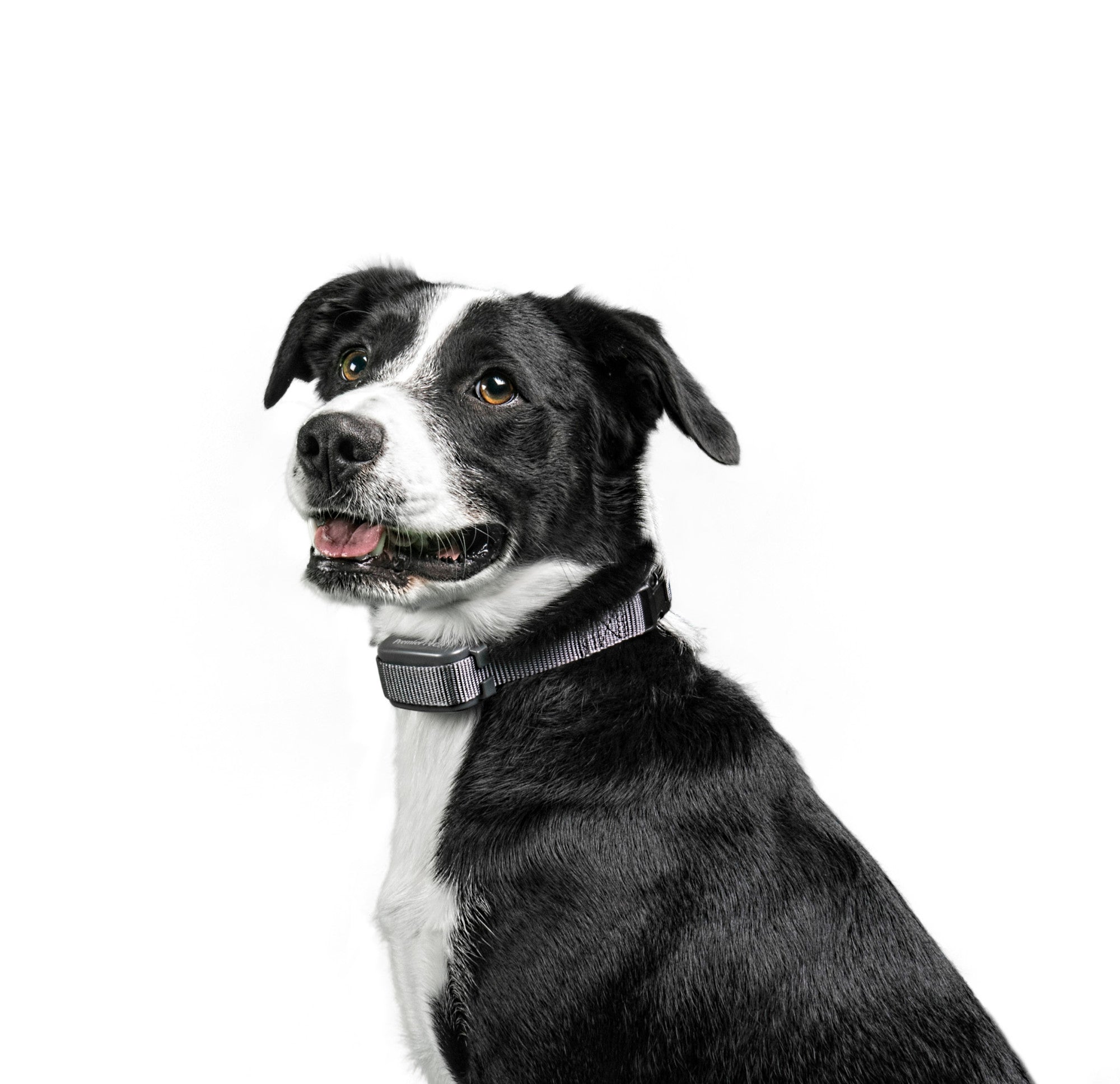 Premier Pet Rechargeable Bark Collar: Discourages Barking and Whining for All Size Dogs， Rechargeable， Adjustable， Waterproof， Gentle Static Correction， Low Battery Indicator， No Programming Required