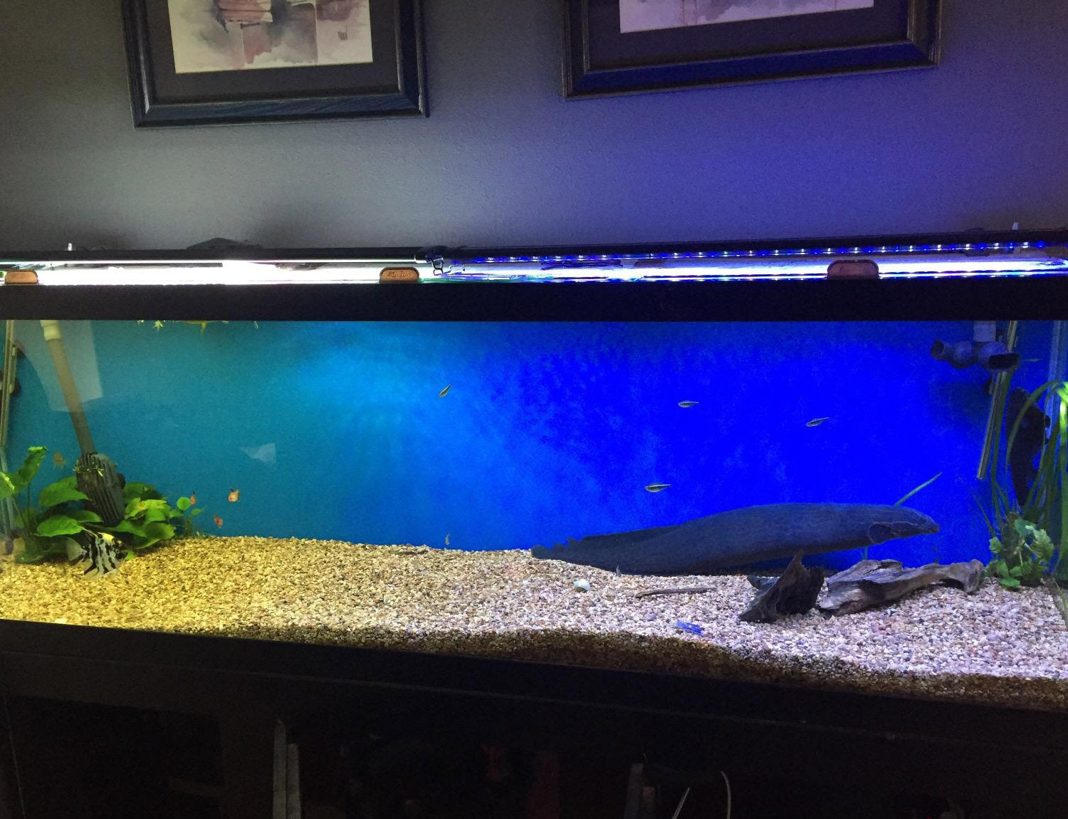 AquaBasik Full Spectrum LED Aquarium Fish Tank Lighting 30-41in 129