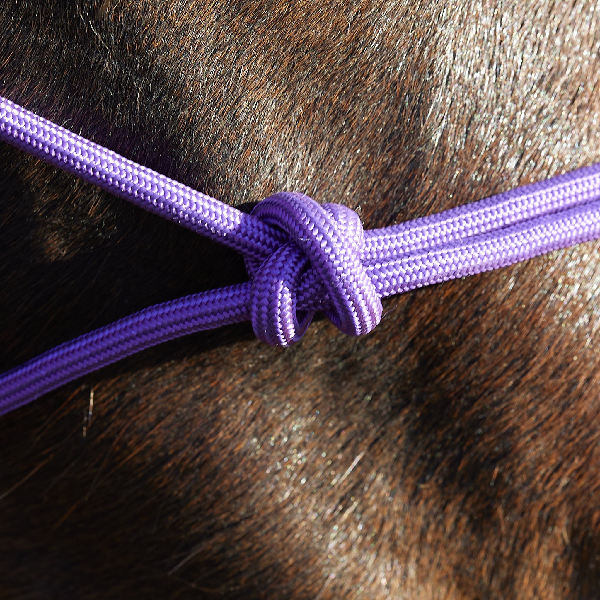 50-1010M-103 Tough-1 Miniature Poly Rope Halter w/Lead