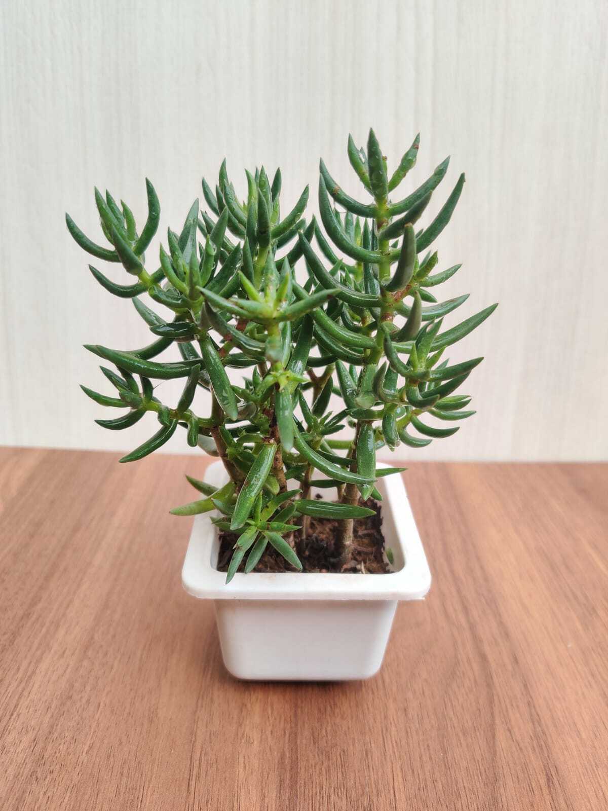 Crassula Tetragona (Miniature Pine Tree) Succulent Plant