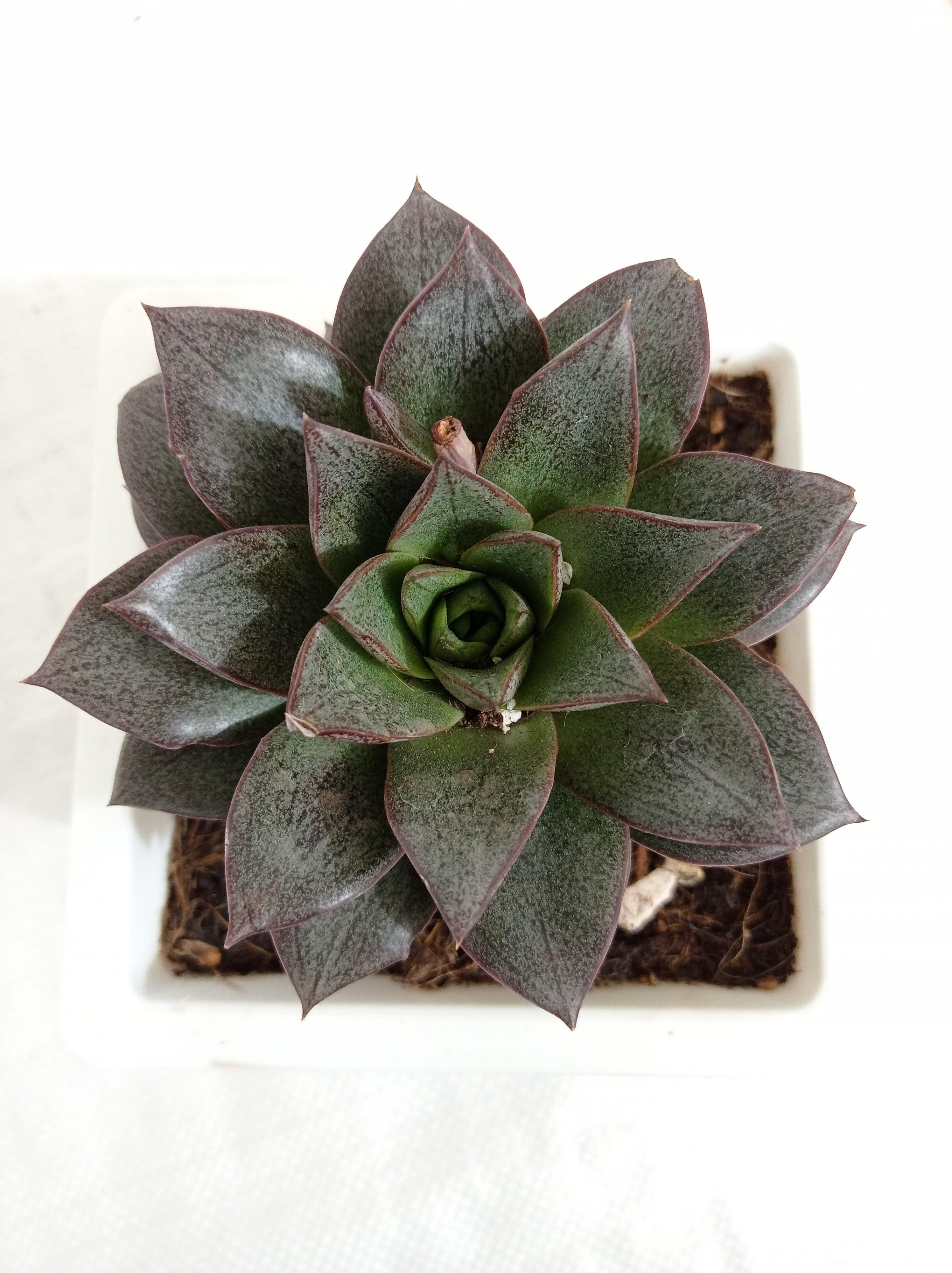 Echeveria Chinensis (Echeveria Dionysos) Big Succulent Plant