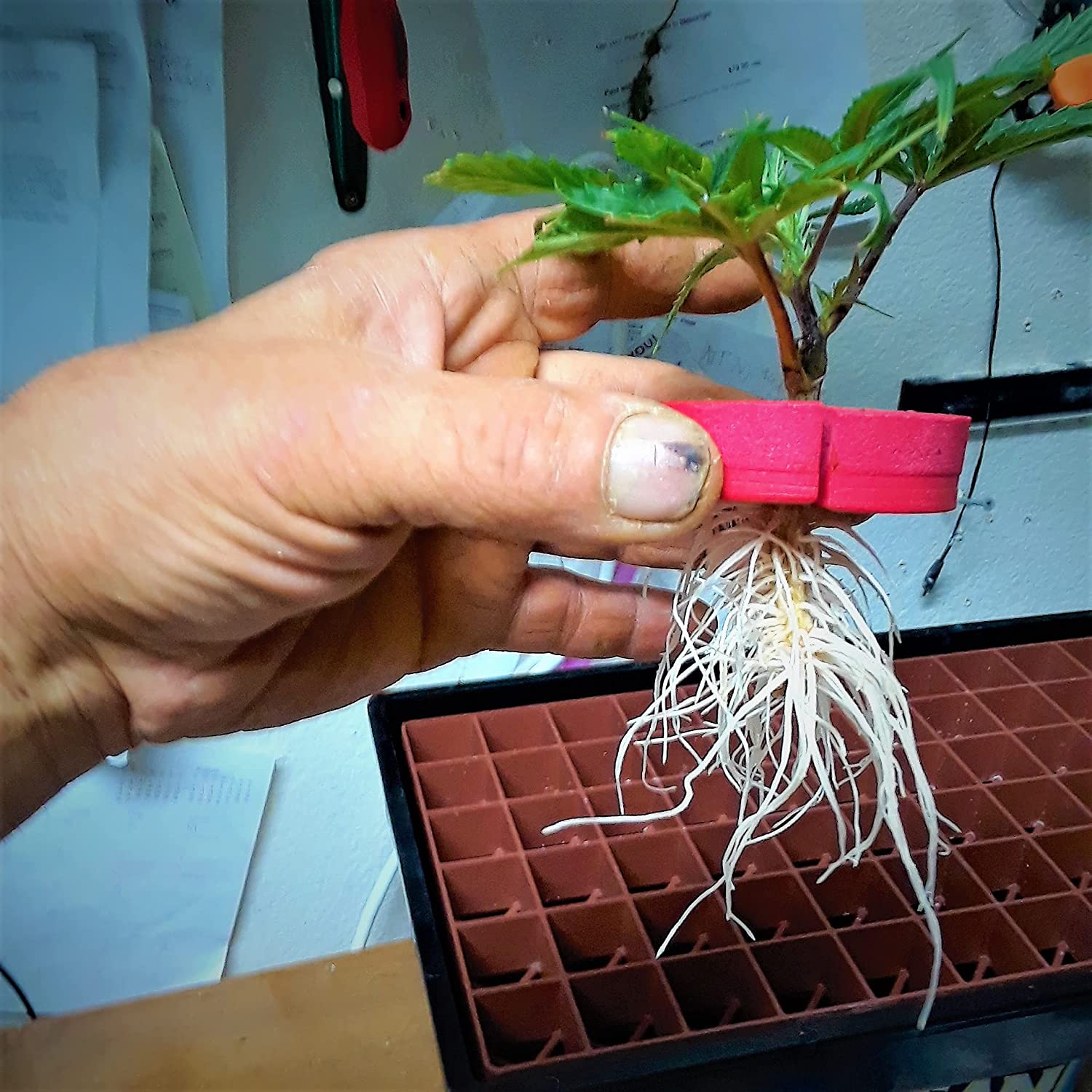 CLONE KING 36 SITE AEROPONIC CLONER CLONING MACHINE