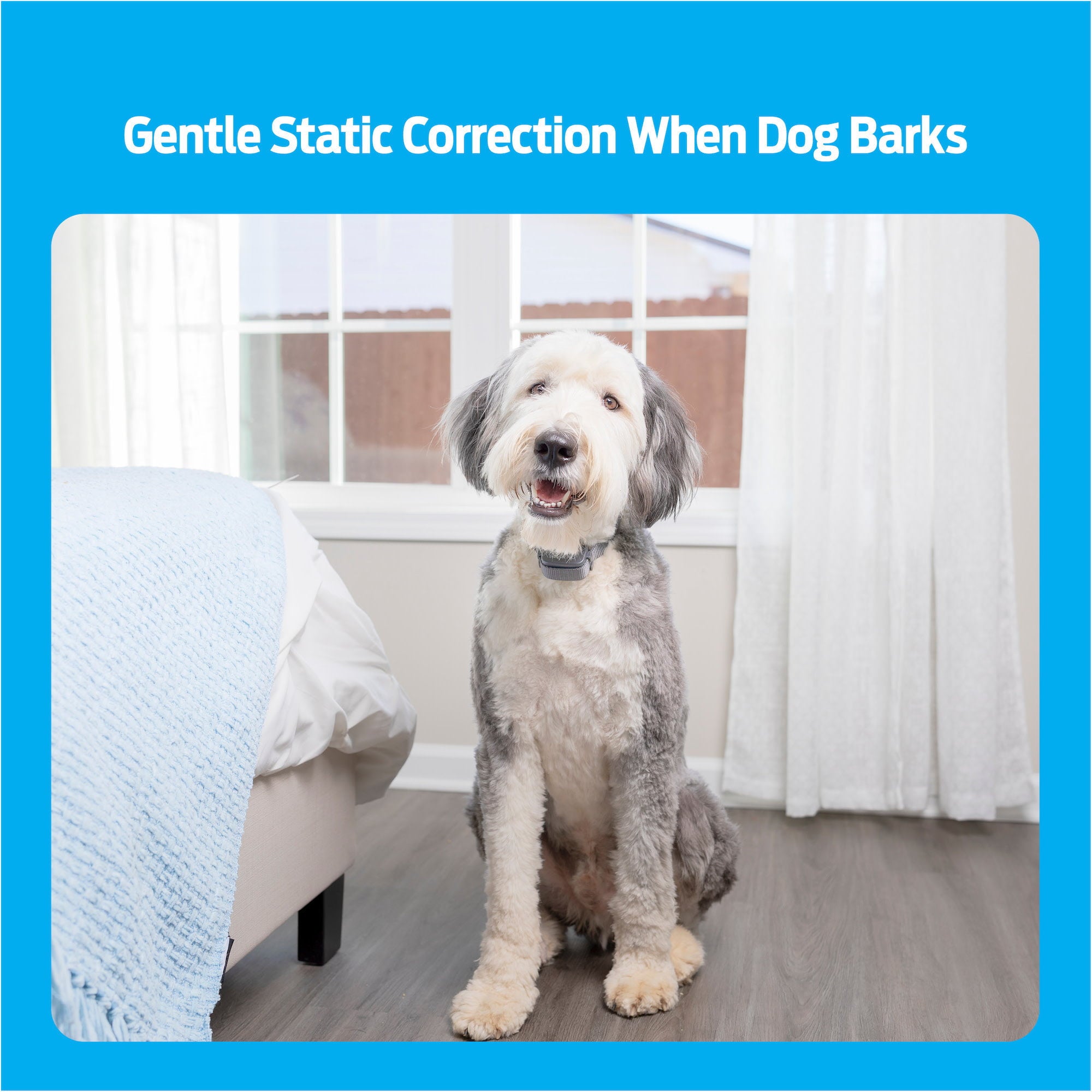 Premier Pet Rechargeable Bark Collar: Discourages Barking and Whining for All Size Dogs， Rechargeable， Adjustable， Waterproof， Gentle Static Correction， Low Battery Indicator， No Programming Required