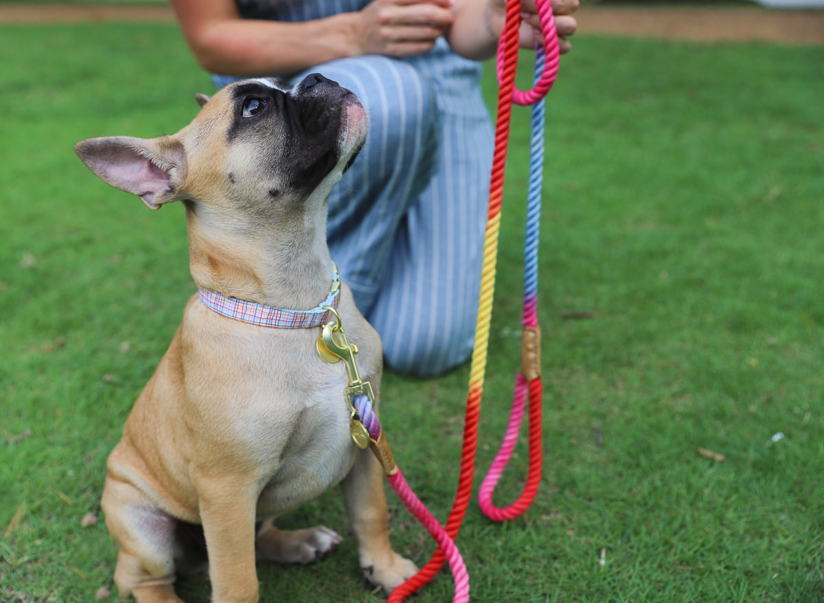 Packed Party Grid Fashion Dog Collar， Gold， M