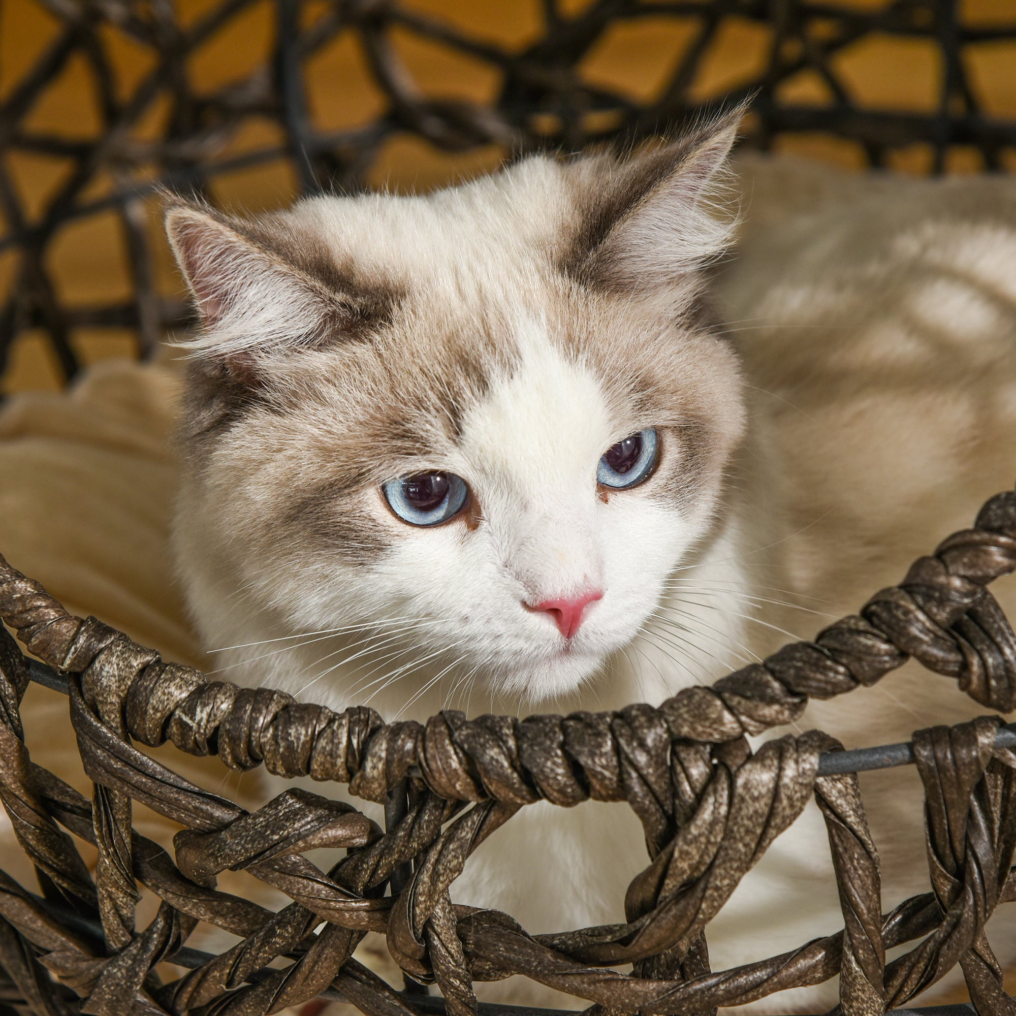 PawHut Wicker Cat Bed Elevated Rattan Kitten Basket Cozy Cave w/ Soft Cushion