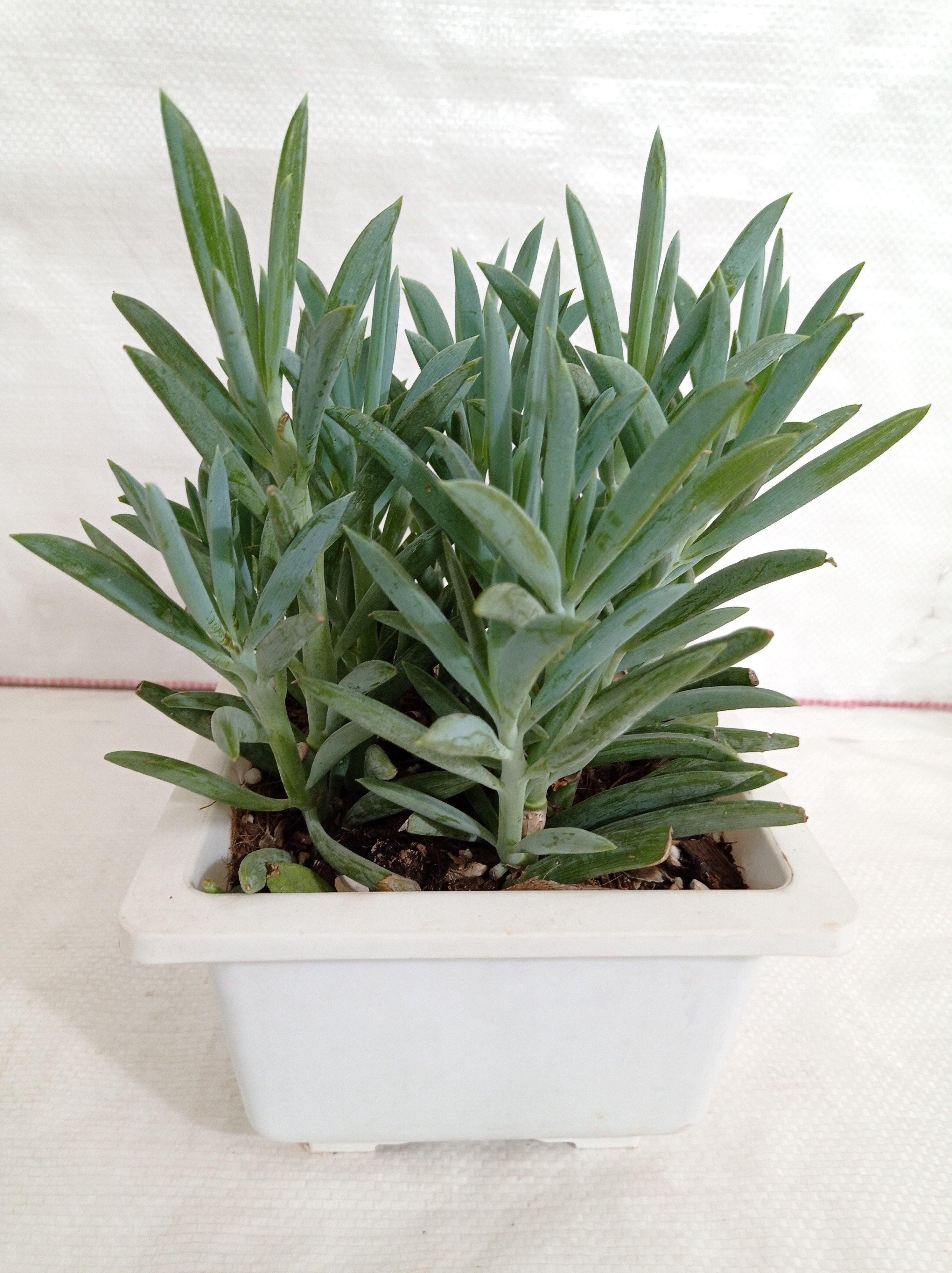 Senecio Ficoides Mount Everest Big Succulent Plant