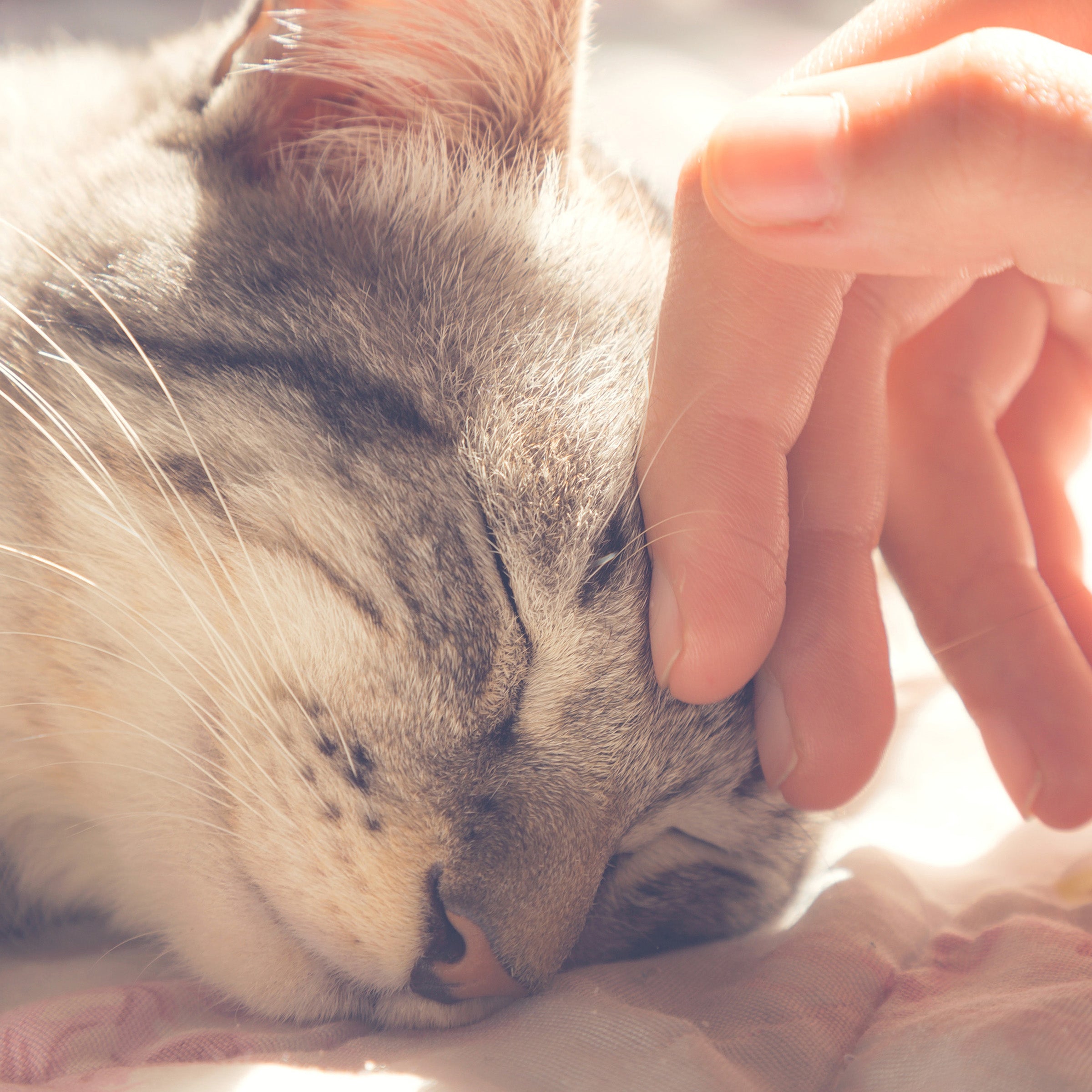 Cat House - Indoor Bed with Removable Foam Cushion - Pet Tent for Puppies， Rabbits， Guinea Pigs， Hedgehogs， and Other Small Animals by PETMAKER (Tan)