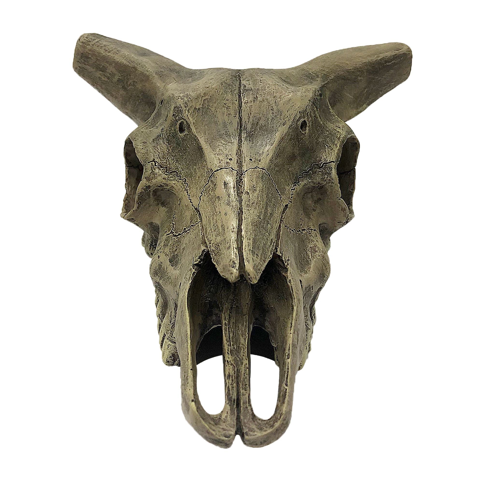 Komodo Deer Skull